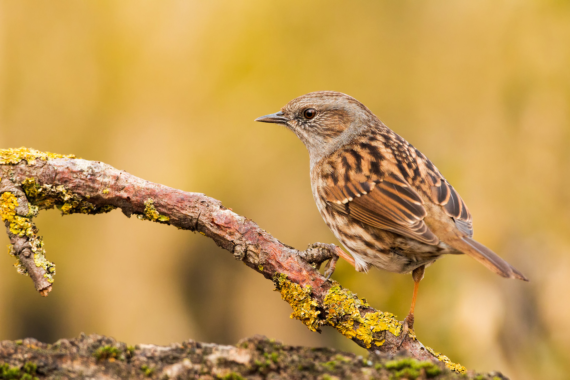 la passera scopaiola in posa per me