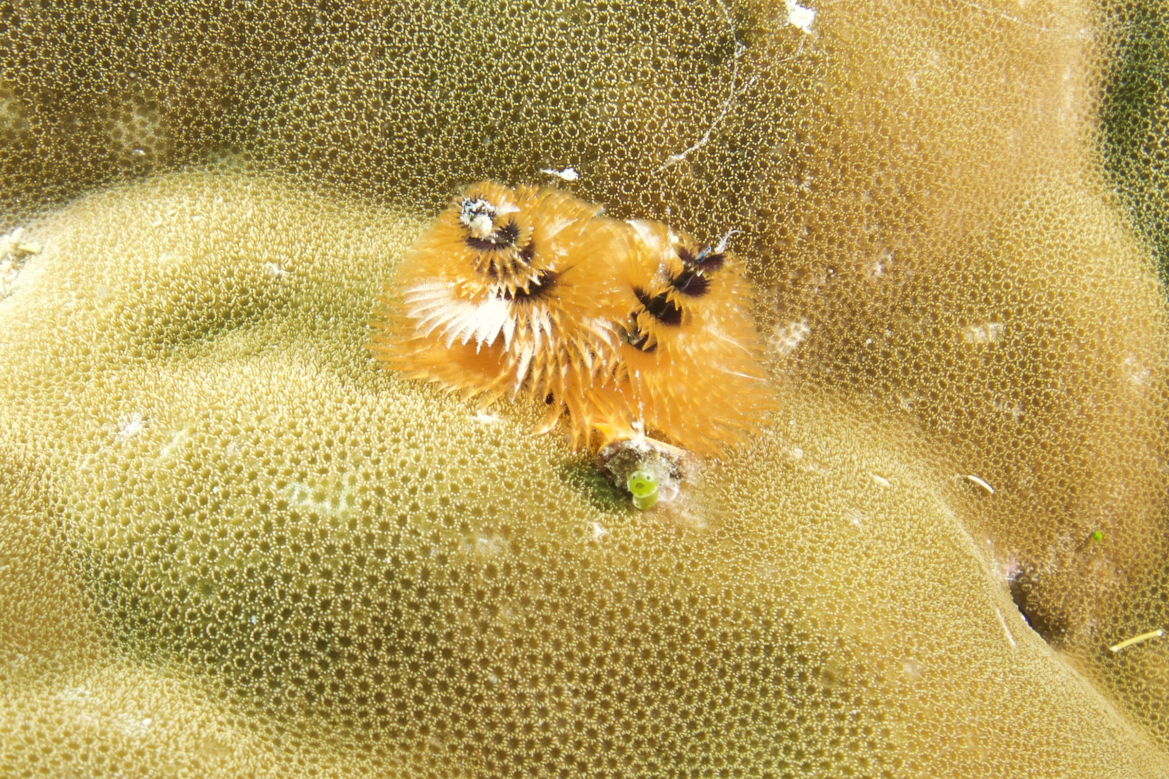 Christmas tree worms