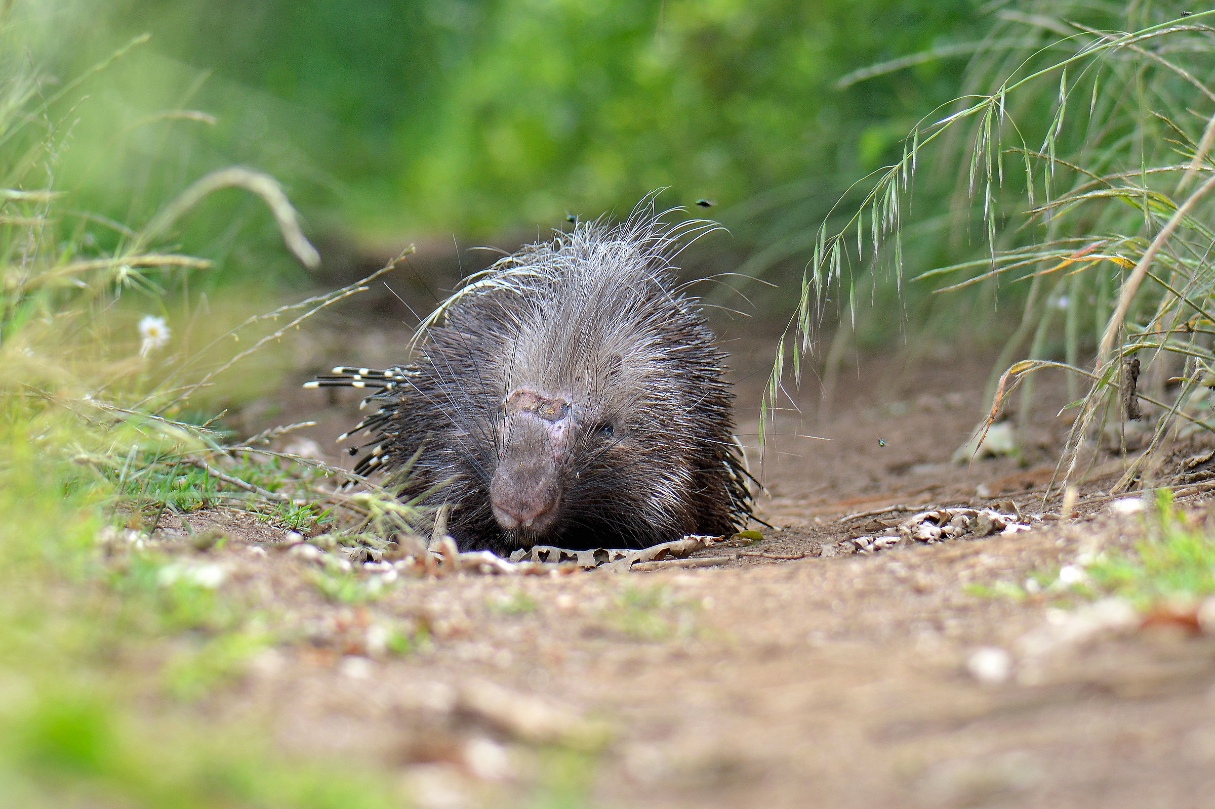 Istrice (Hystrix cristata)