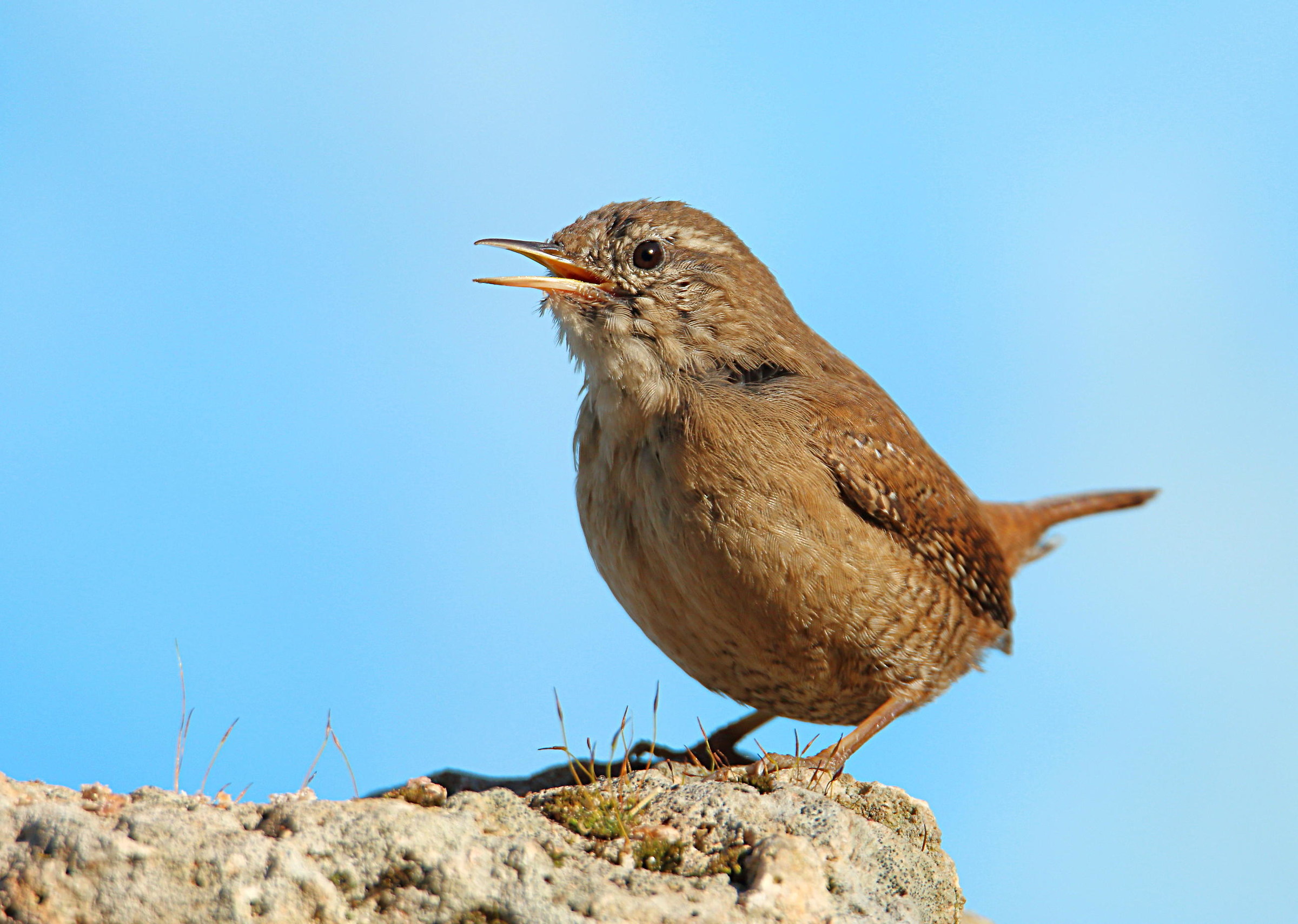 Wren