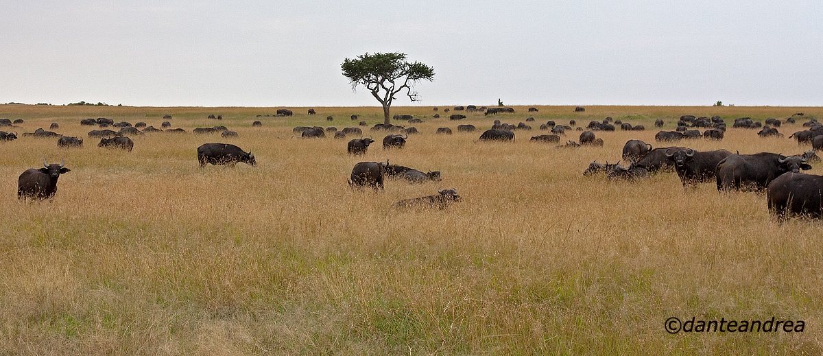 Herd of buffalo