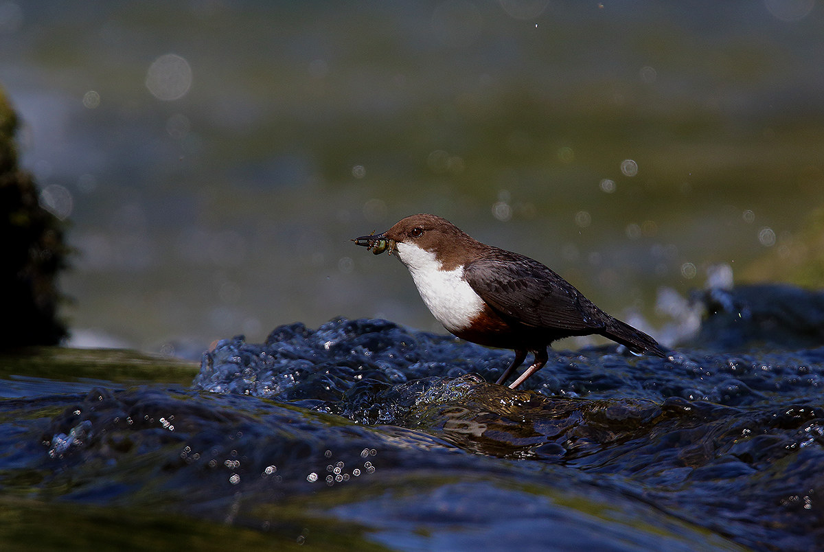 dipper