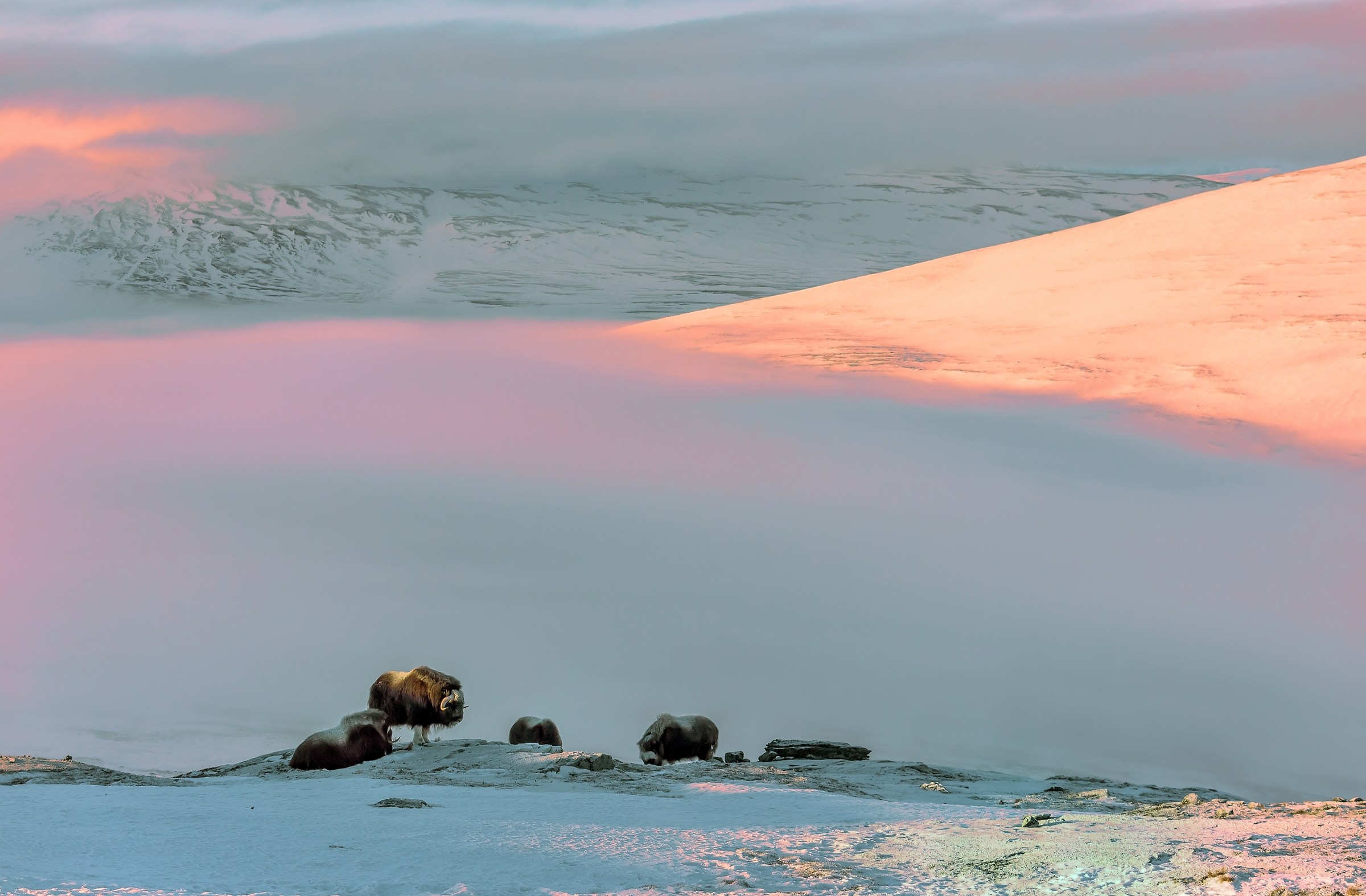 Dovrefjell 2017 - Musk ox