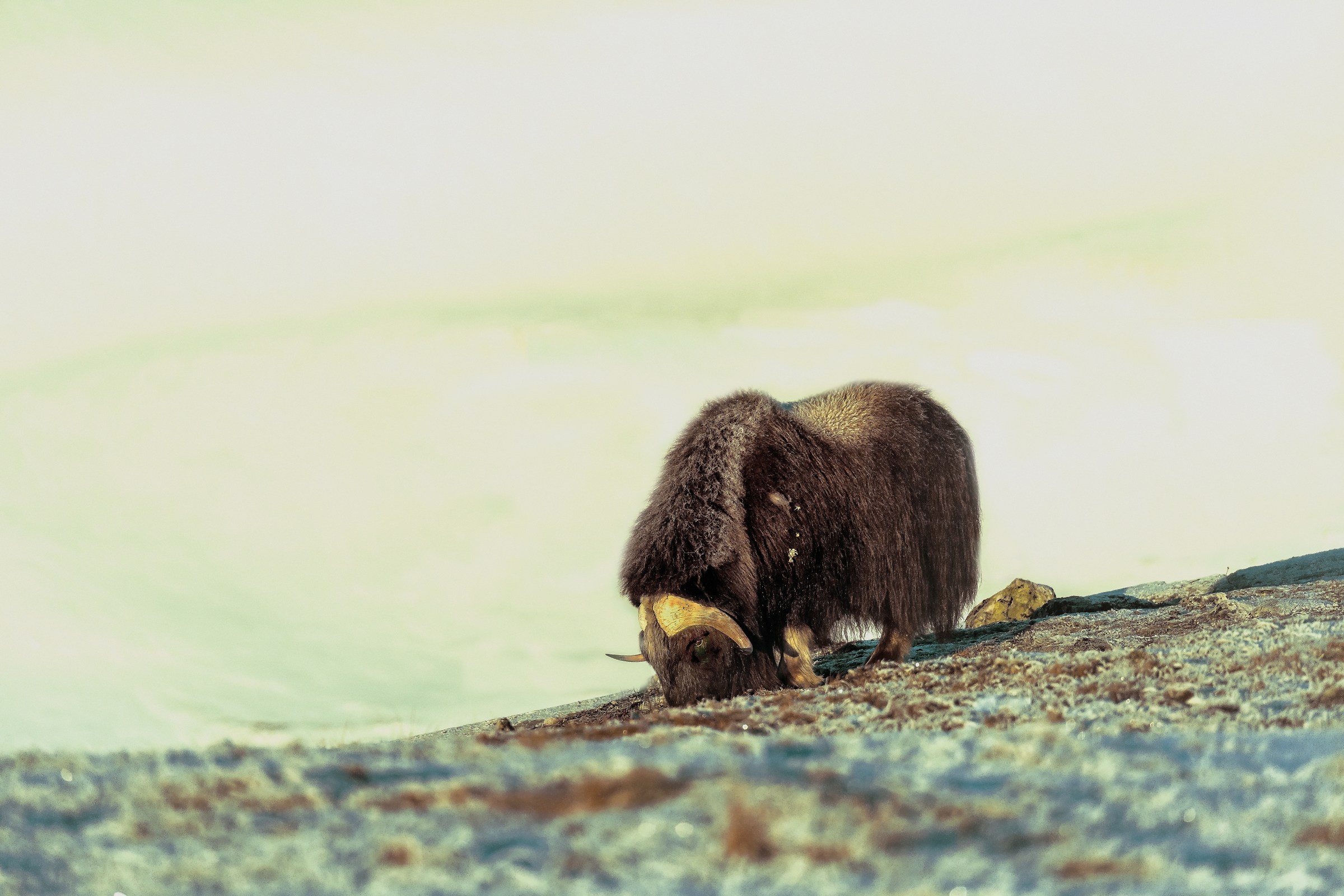 Dovrefjell 2017 - Musk ox