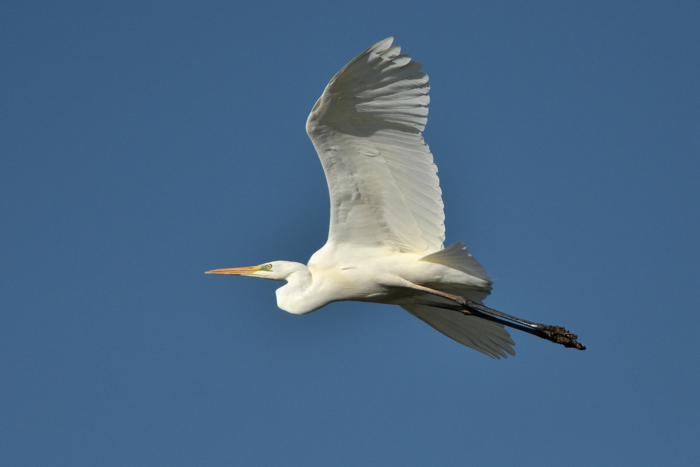 Great Egret