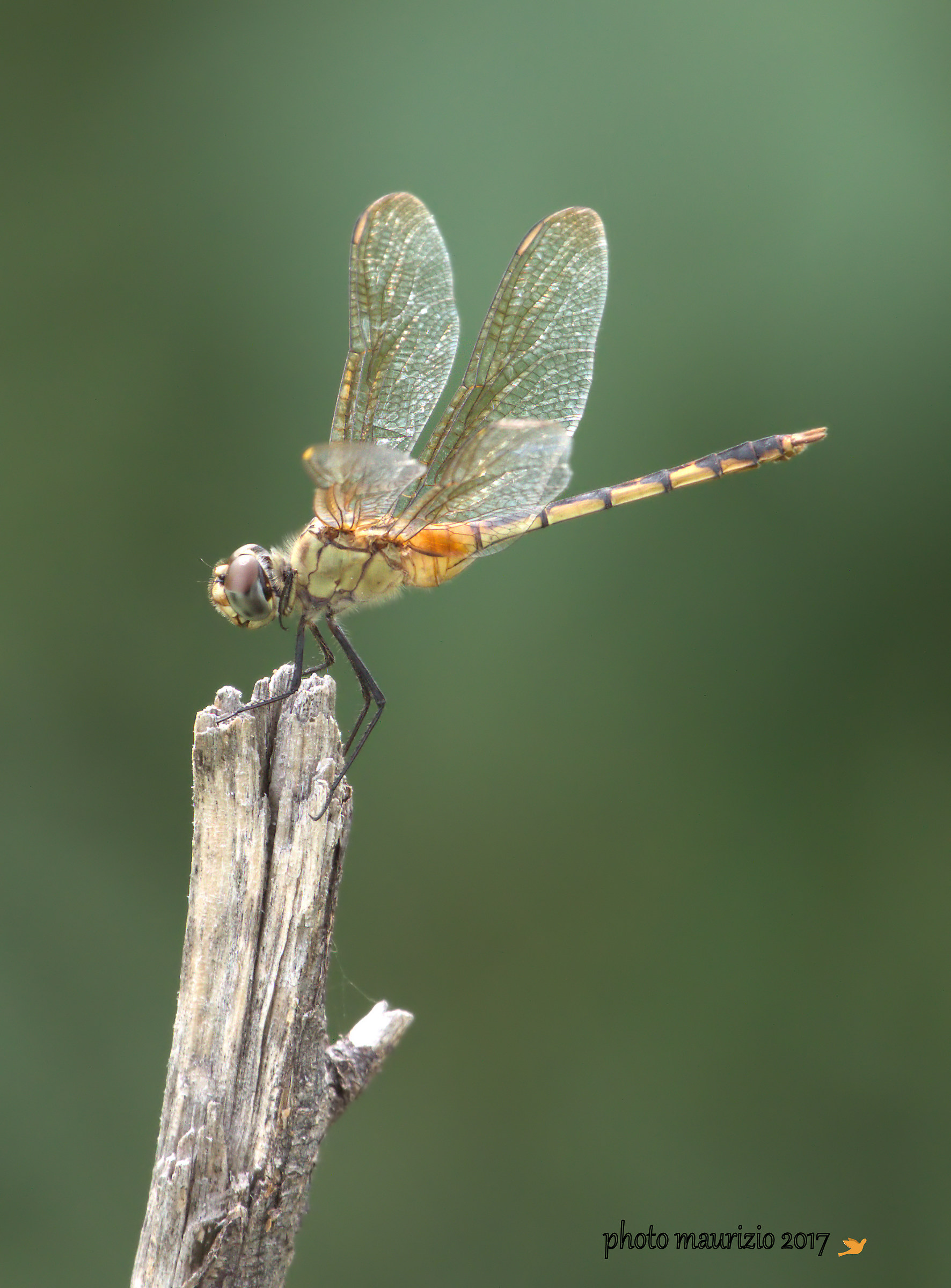 libellula