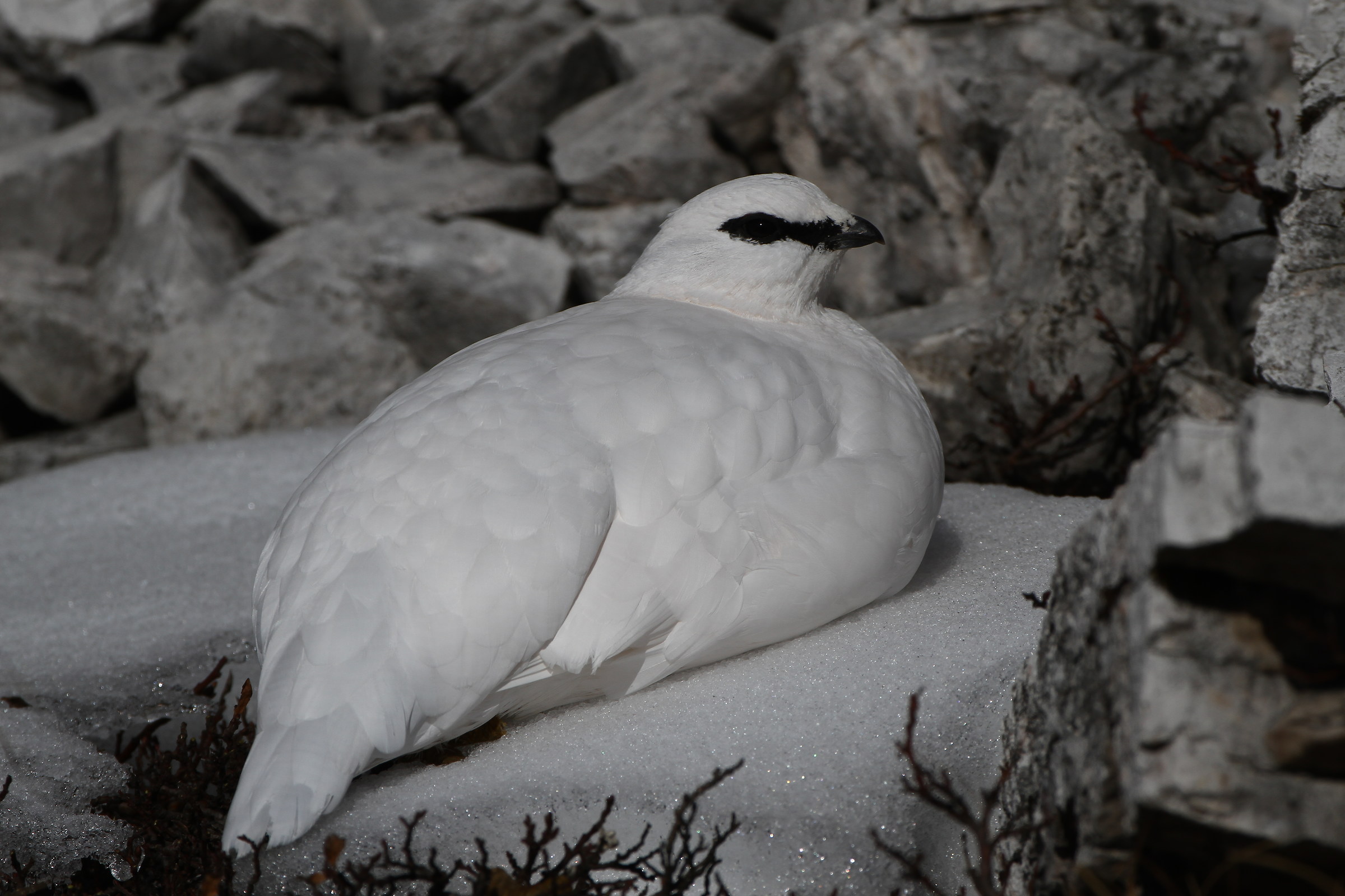 Pernice bianca - Dolomiti