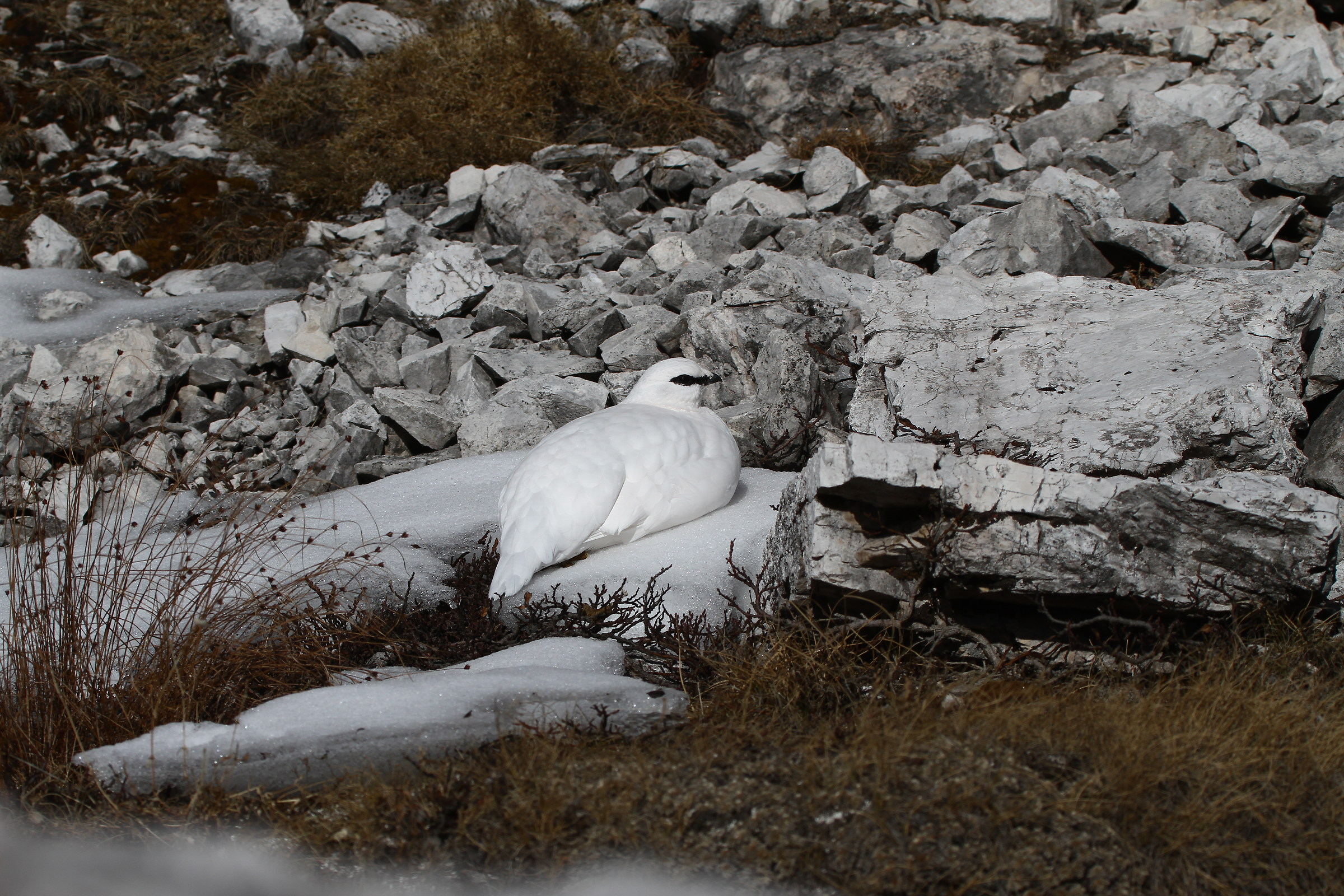 Pernice bianca ambientata - Dolomiti