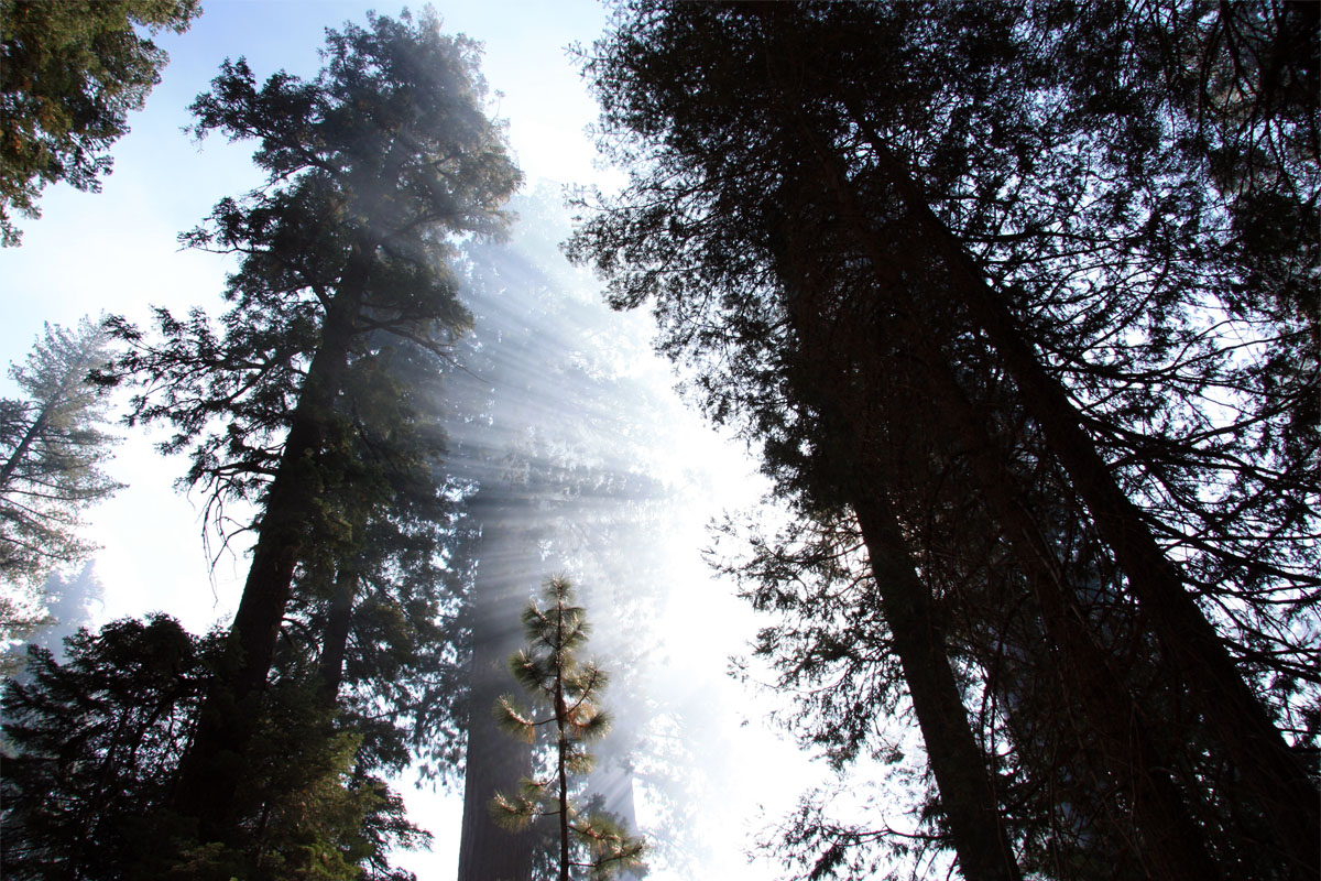 Ray of Light - Yosemite National Park