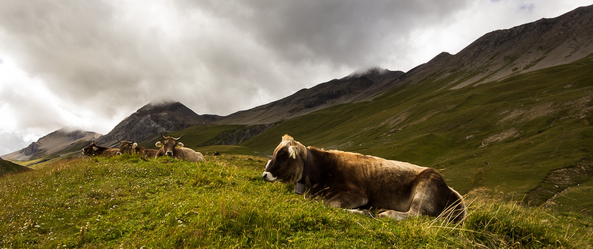 Cows on the Albula Pass