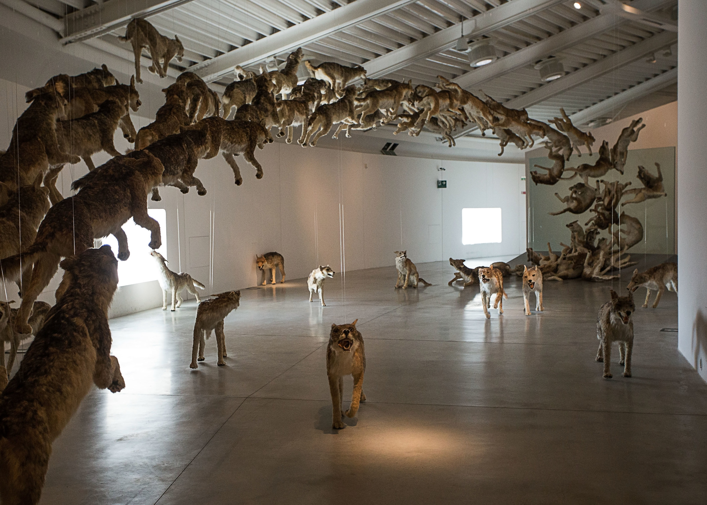 L'energia del branco