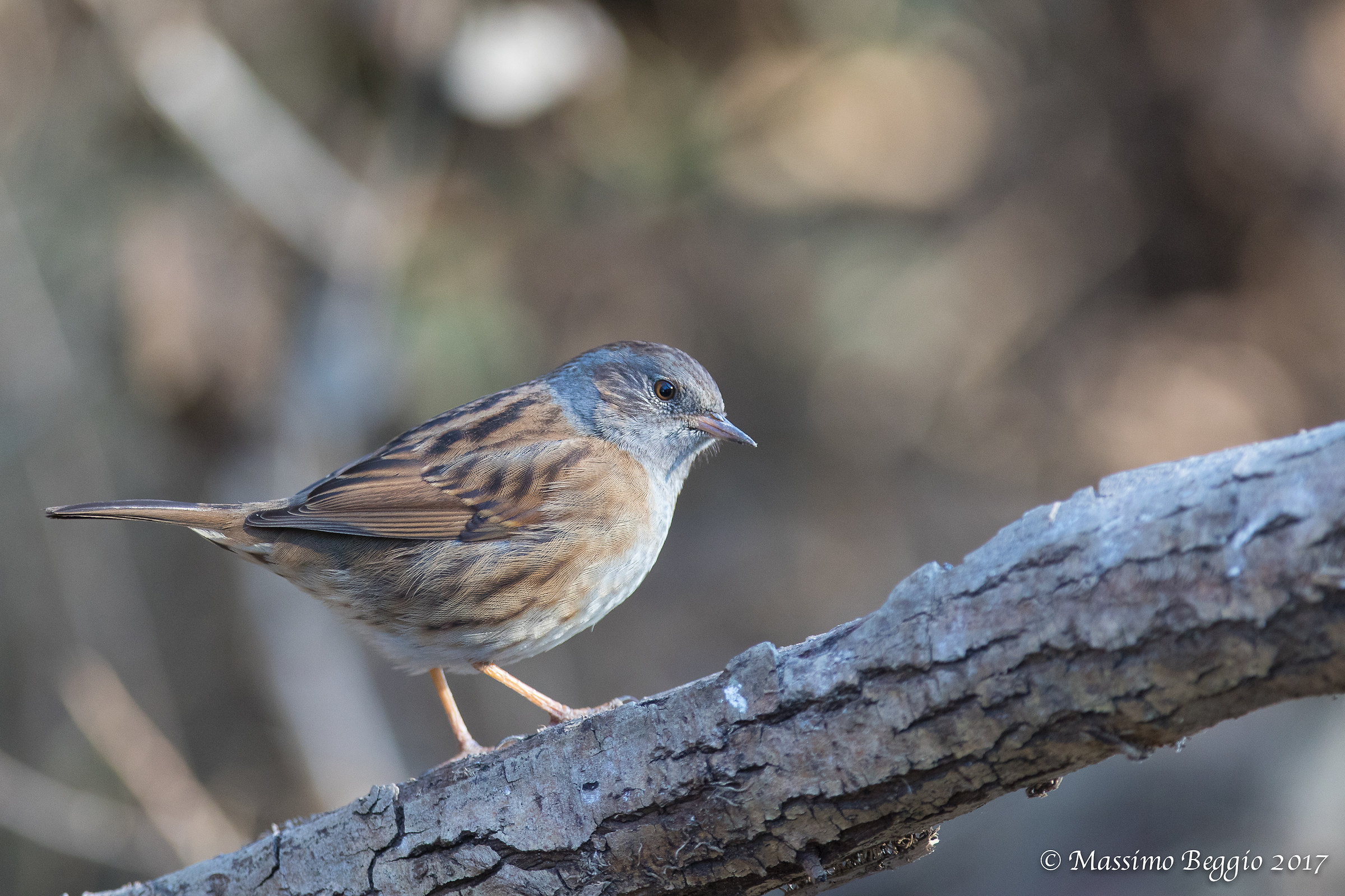 Dunnock