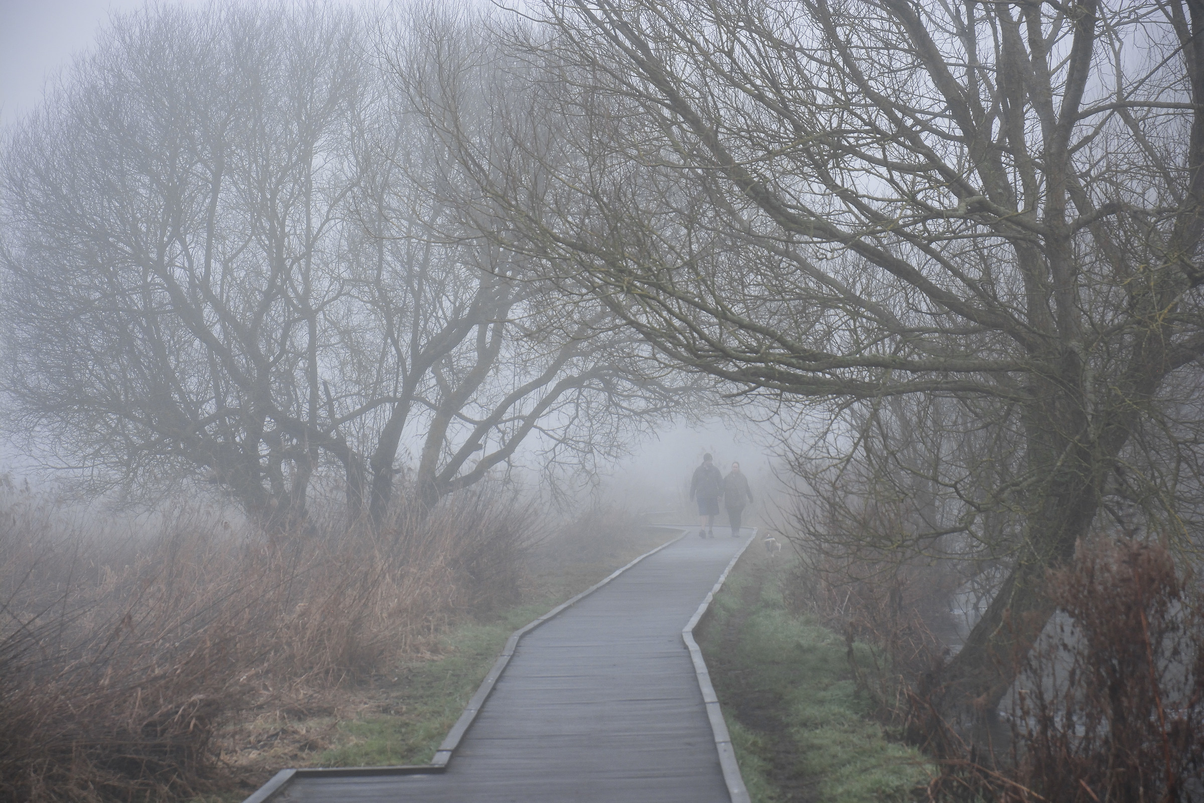Camminando il Boardwalk in the Fog (2017)