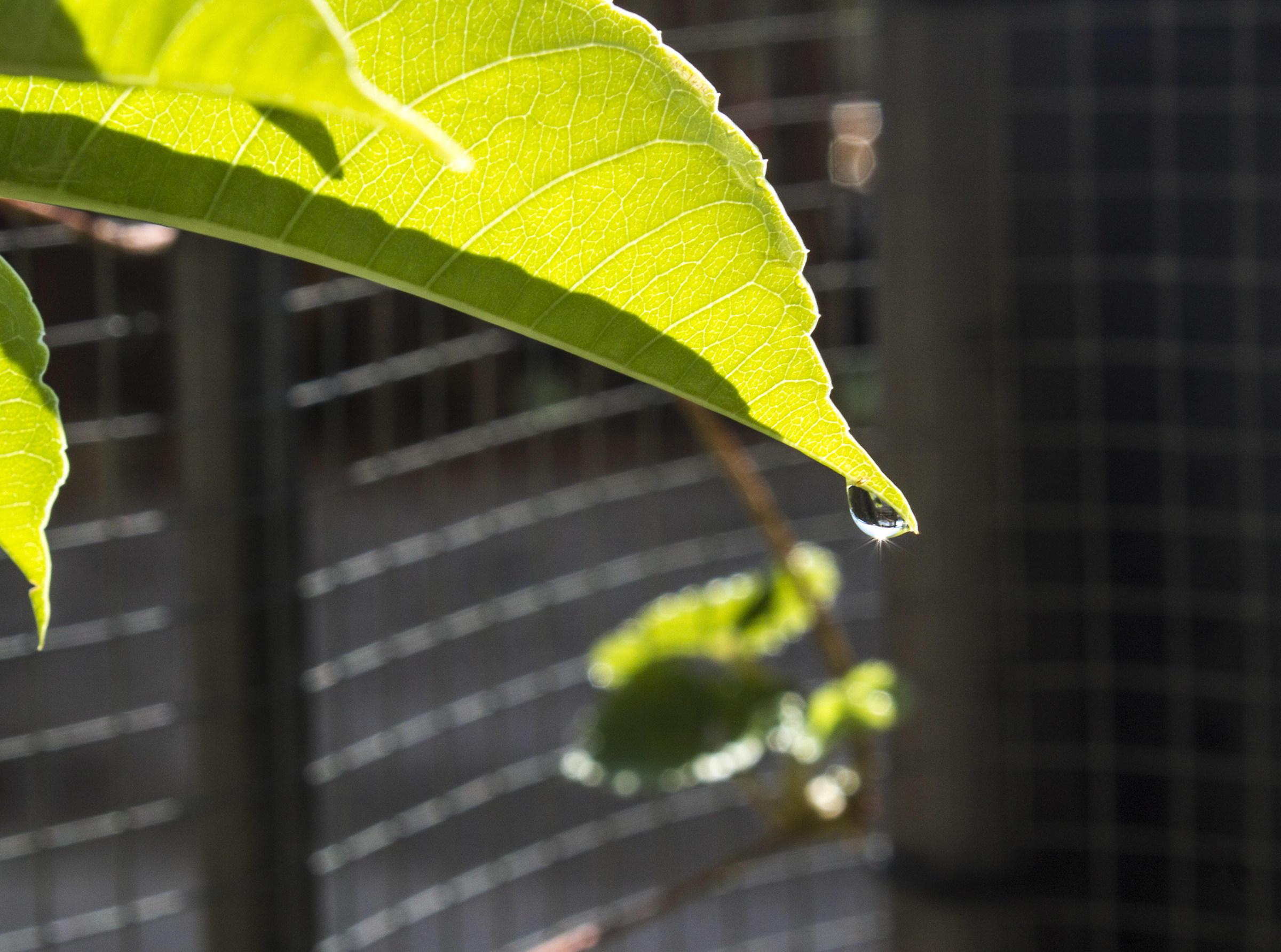il sole in una goccia