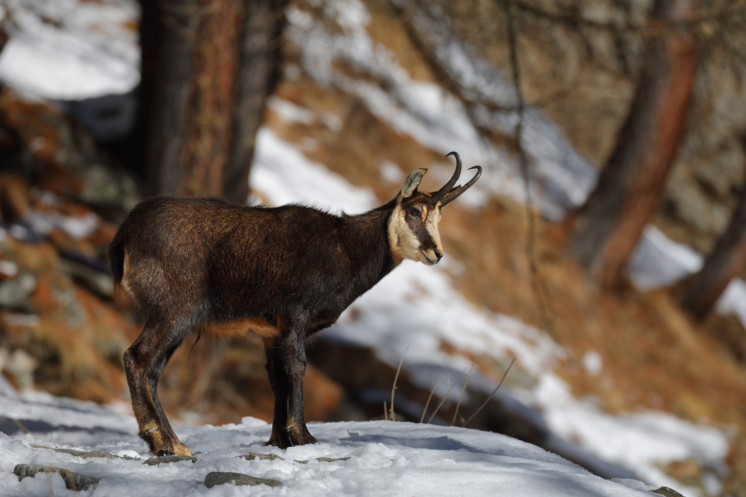 Chamois