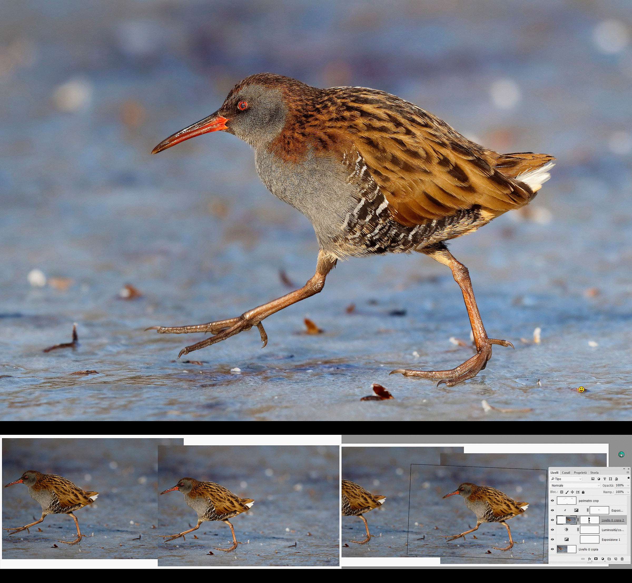 Water Rail