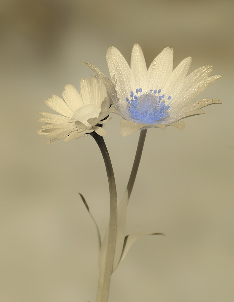 E in infrarosso come li vedete?