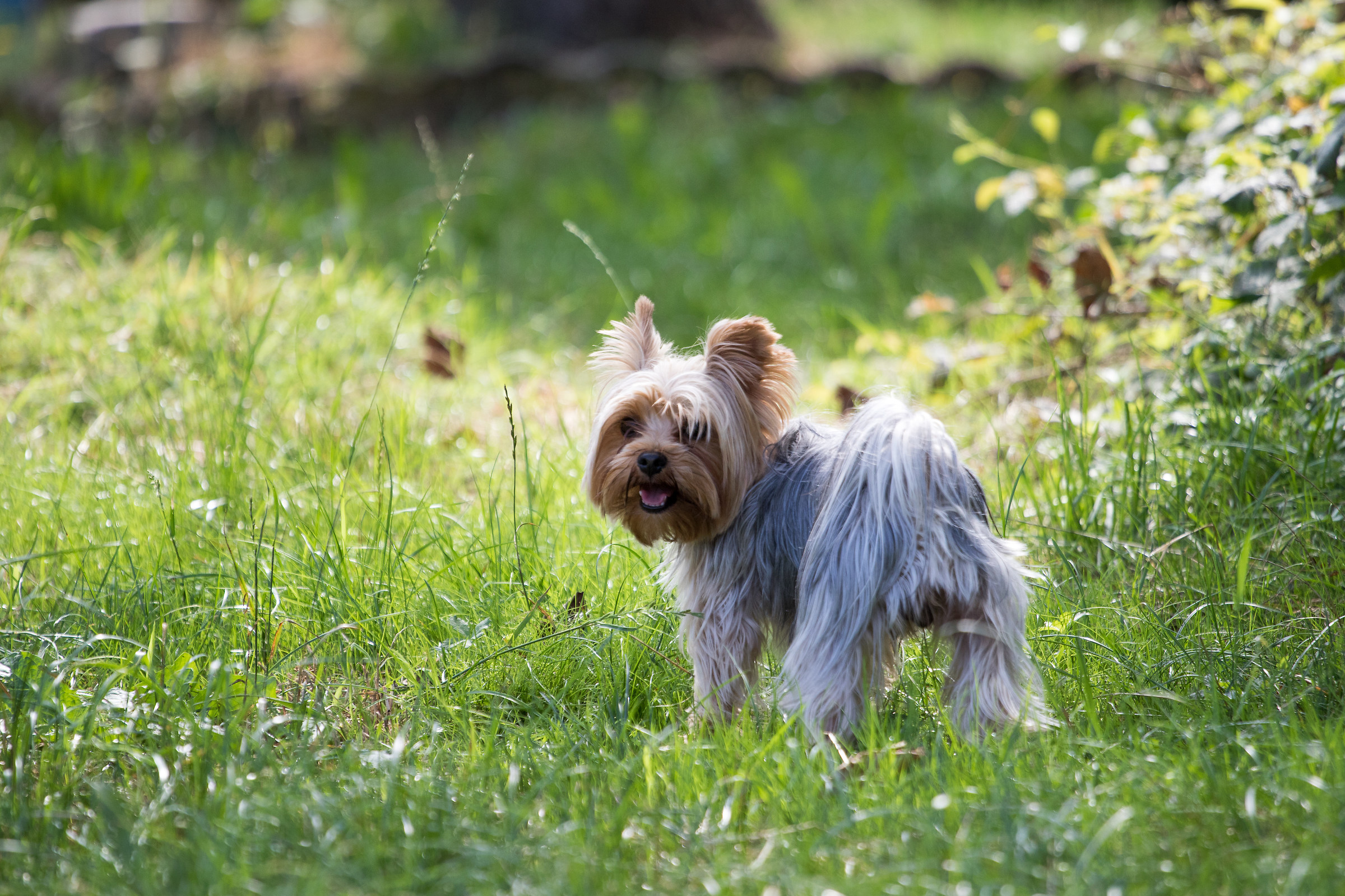 Puccino in Wonderland!