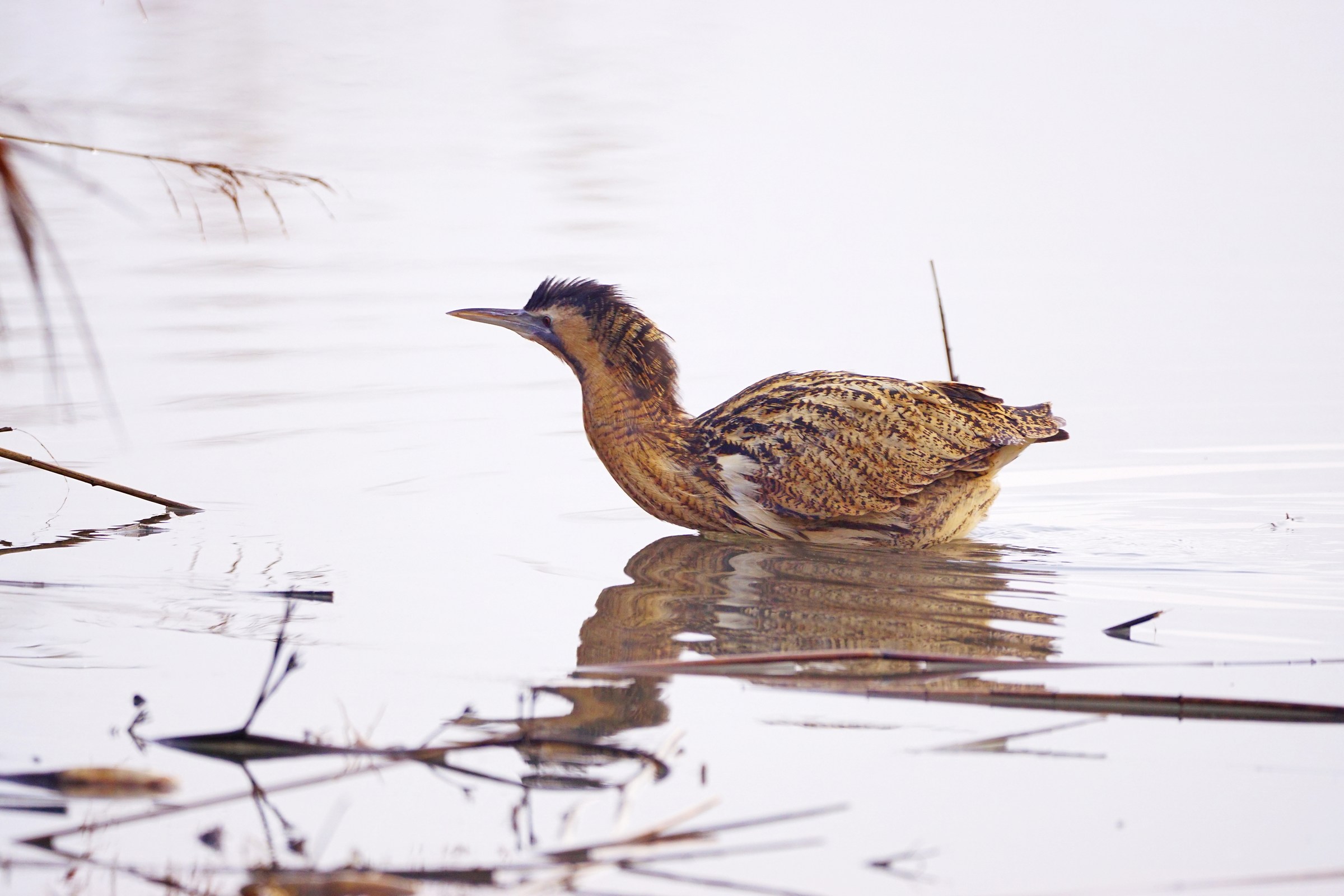 step rapidoal sunset