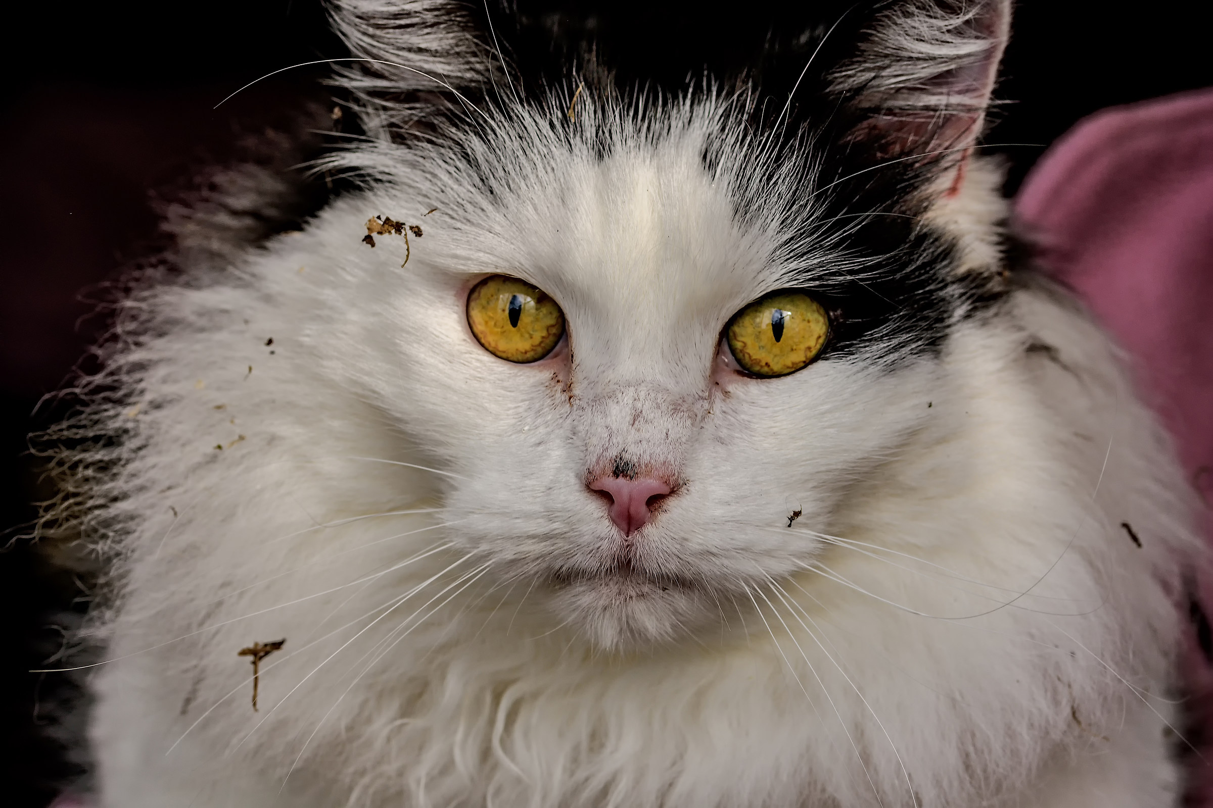 Meo dopo il combattimento