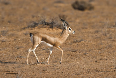 Gazella dorcas