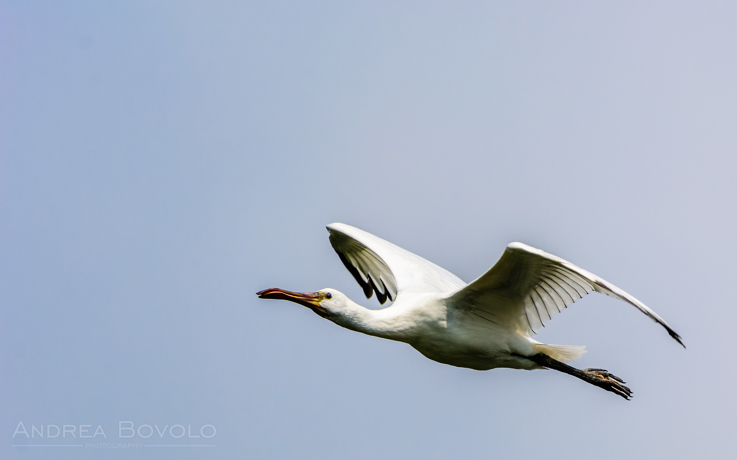Eurasian spoonbill (Platalea leuco)