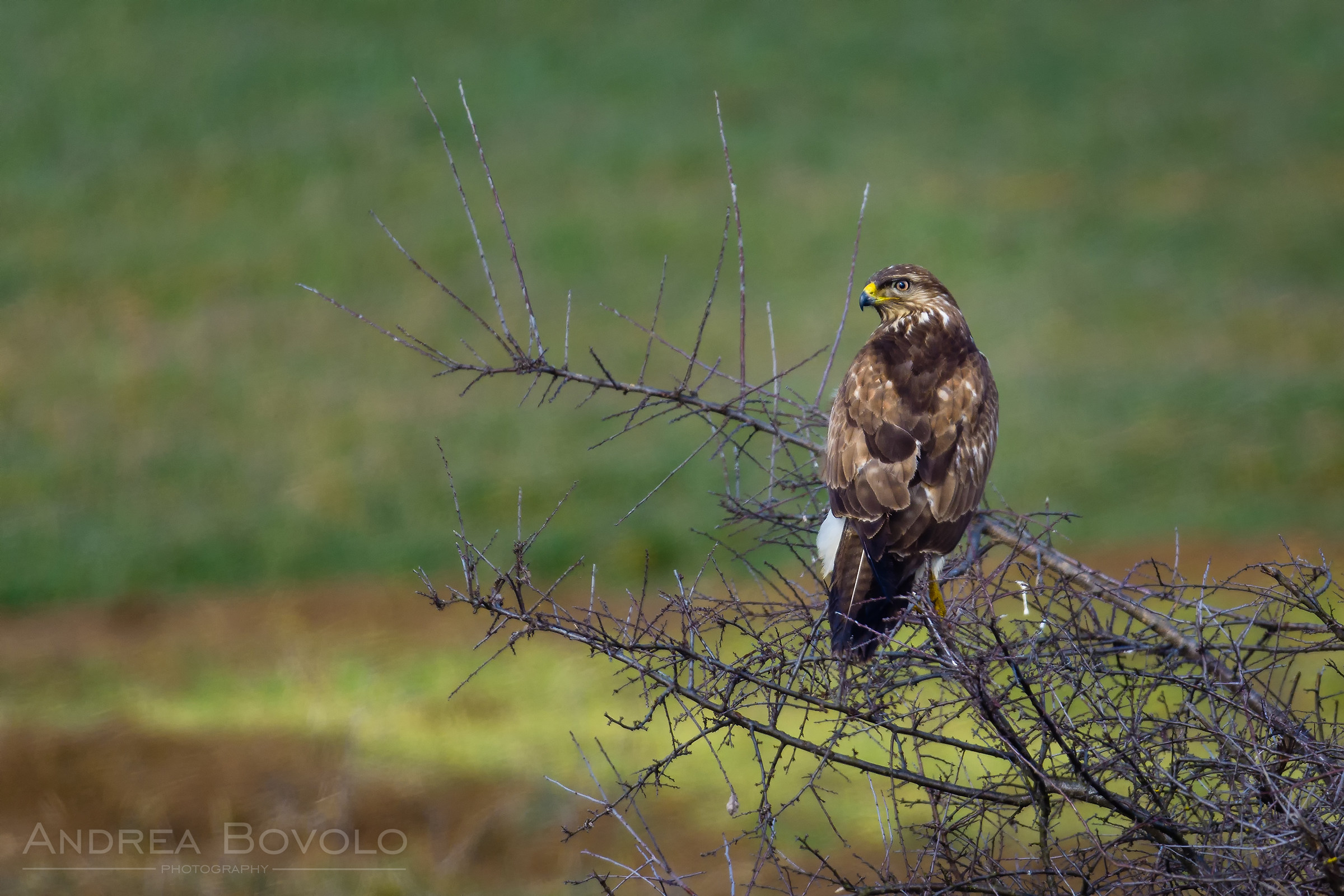 common buzzard (Buteo buteo)