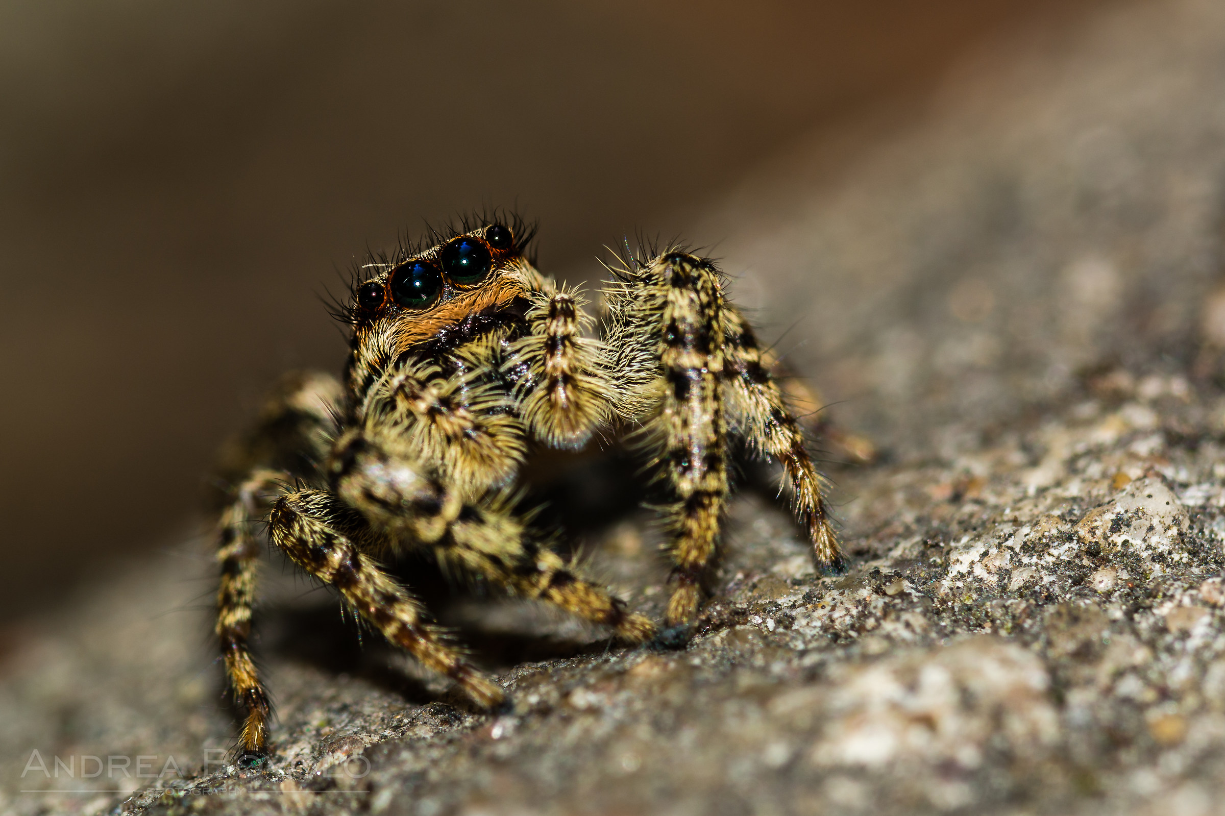 Jumping spider