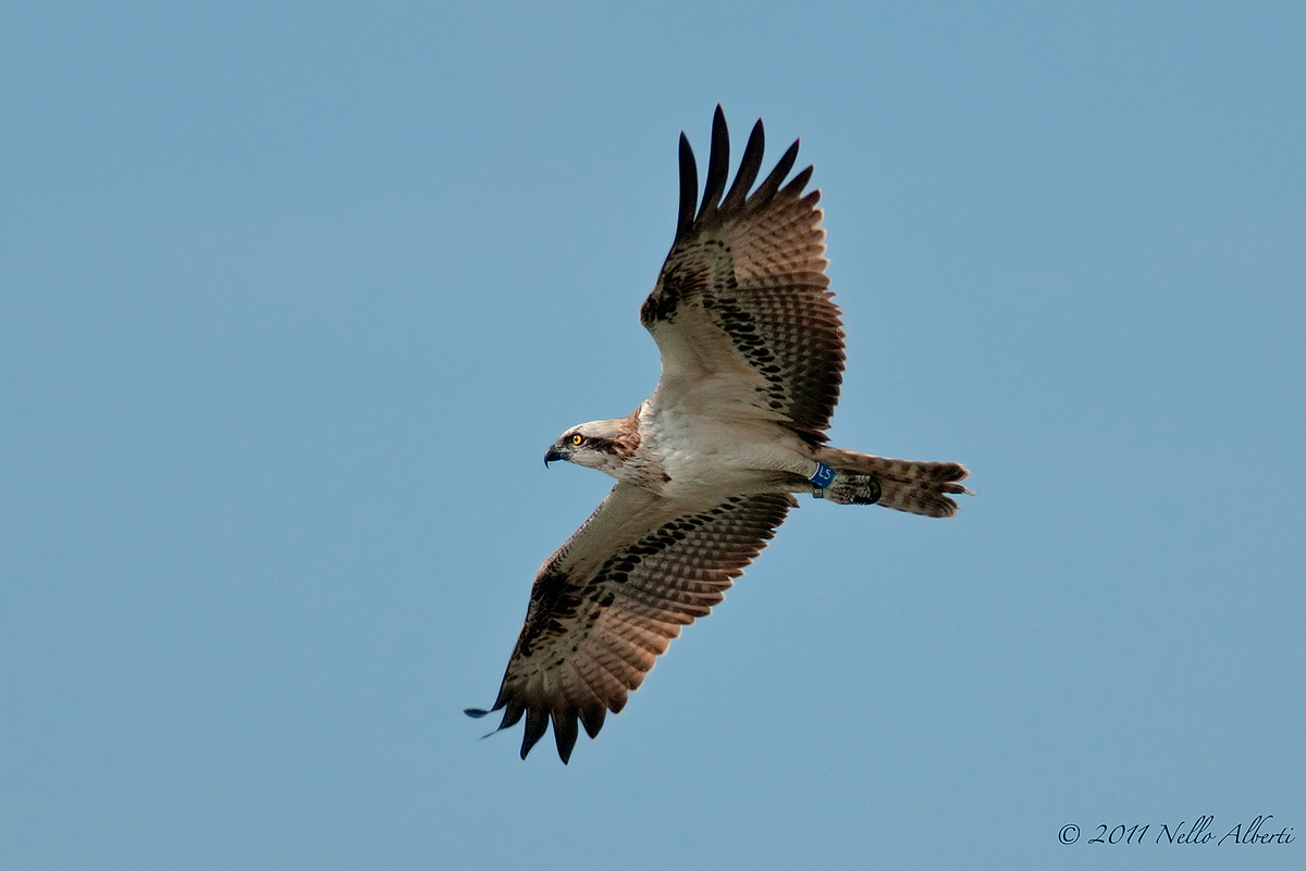 ospreys ringed