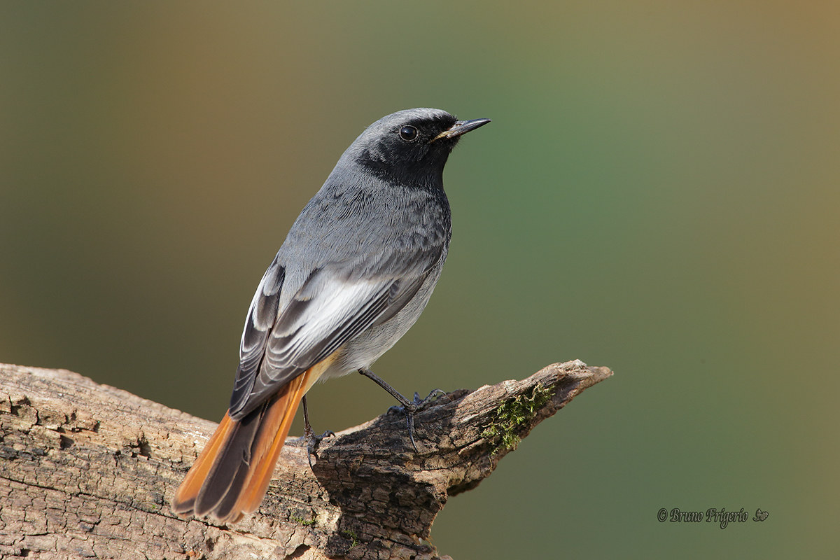 black redstart