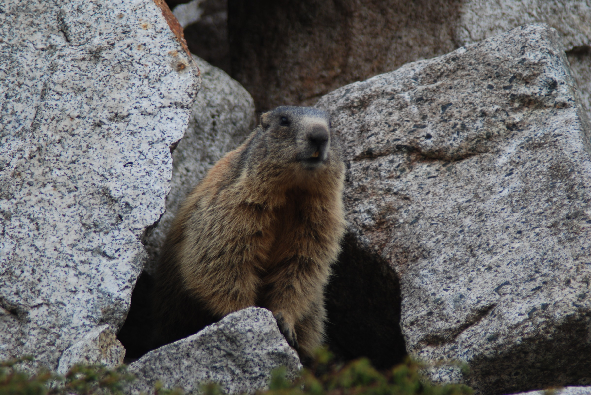 Marmot