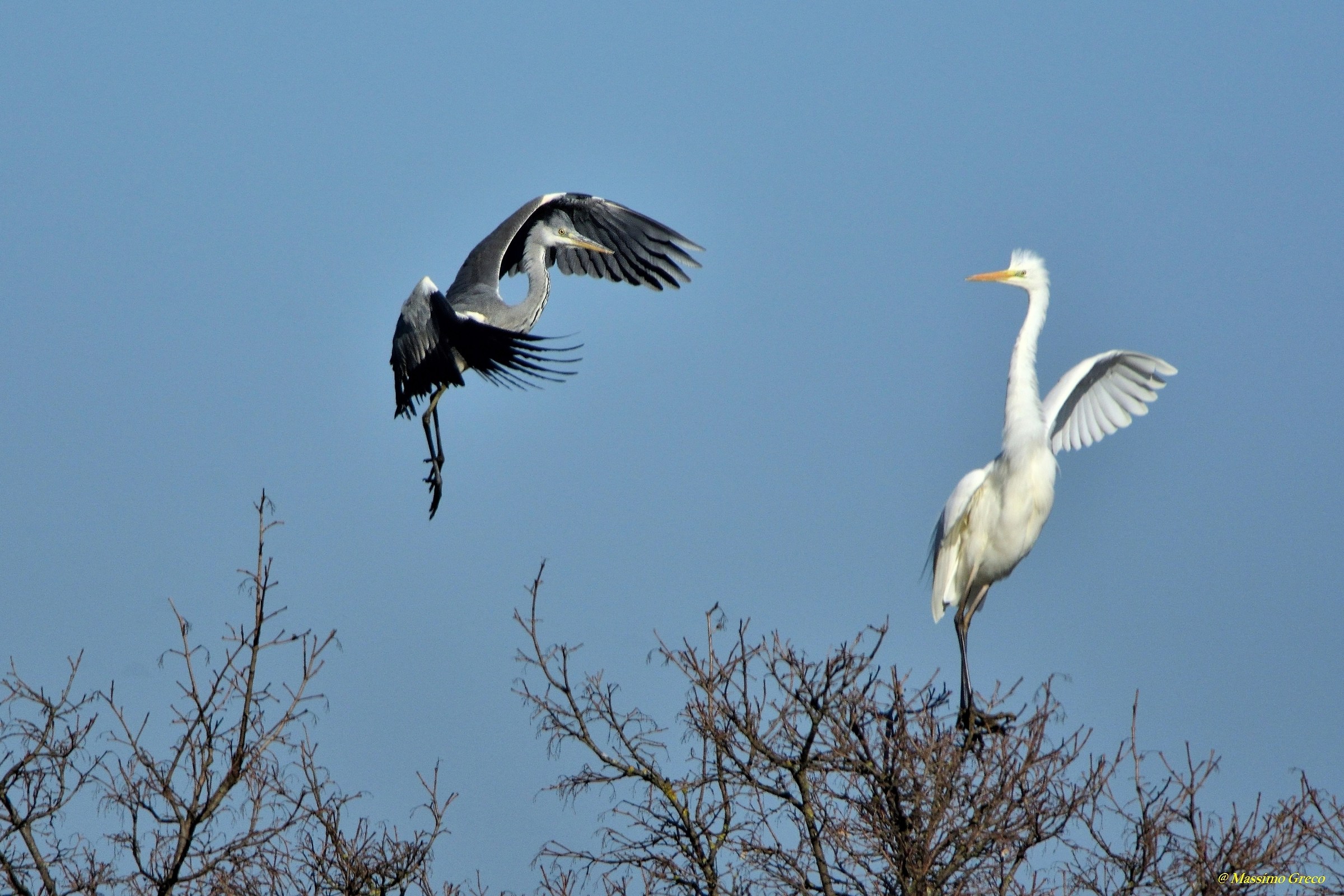 E questo...cosa vuole ora ???