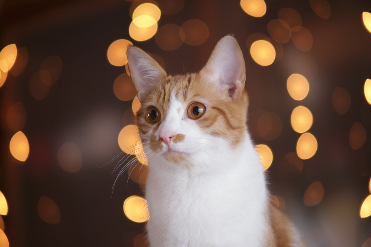 cat eyes kenlock automatic 135mm f2.8