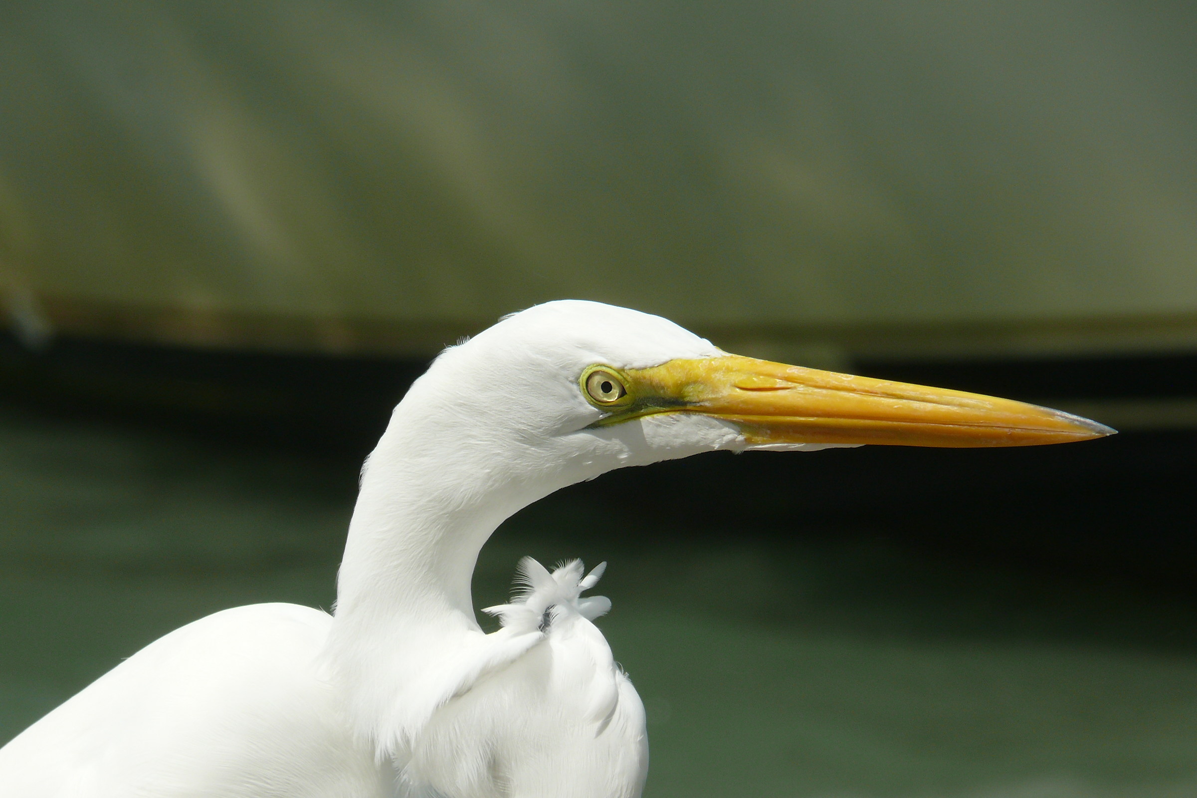 egret