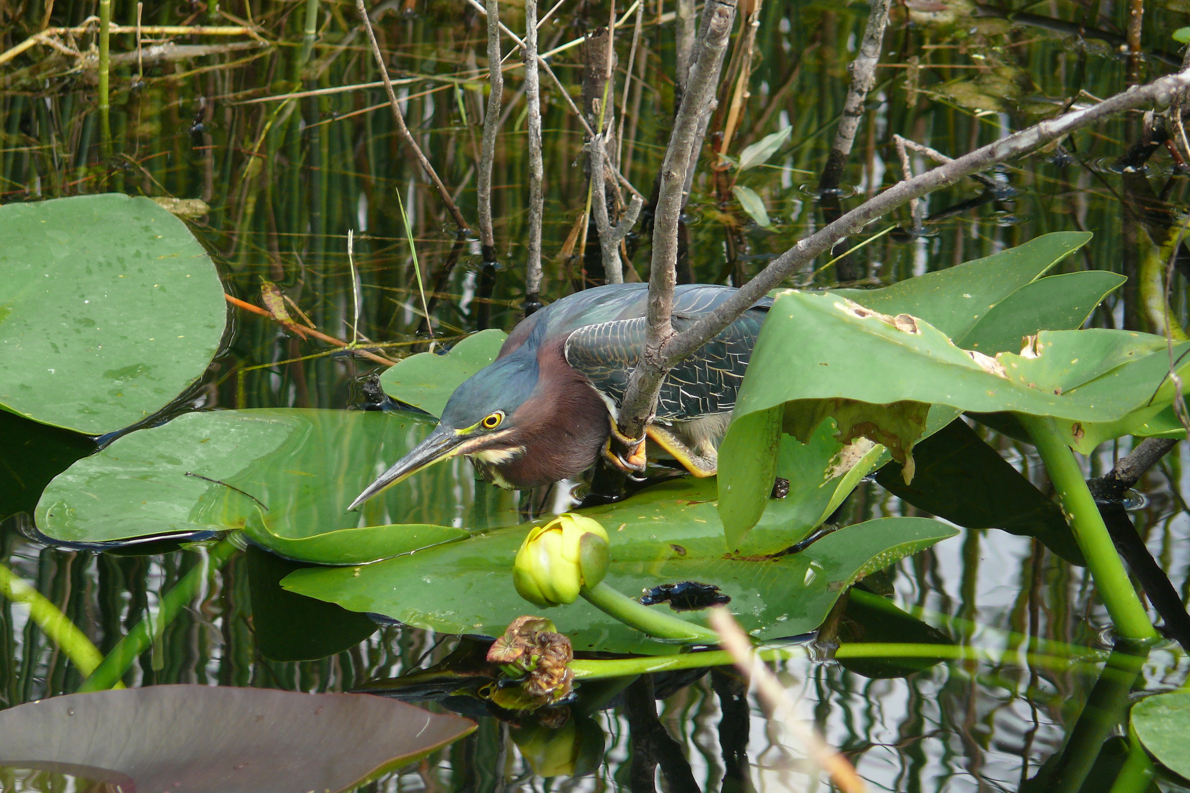 green heron