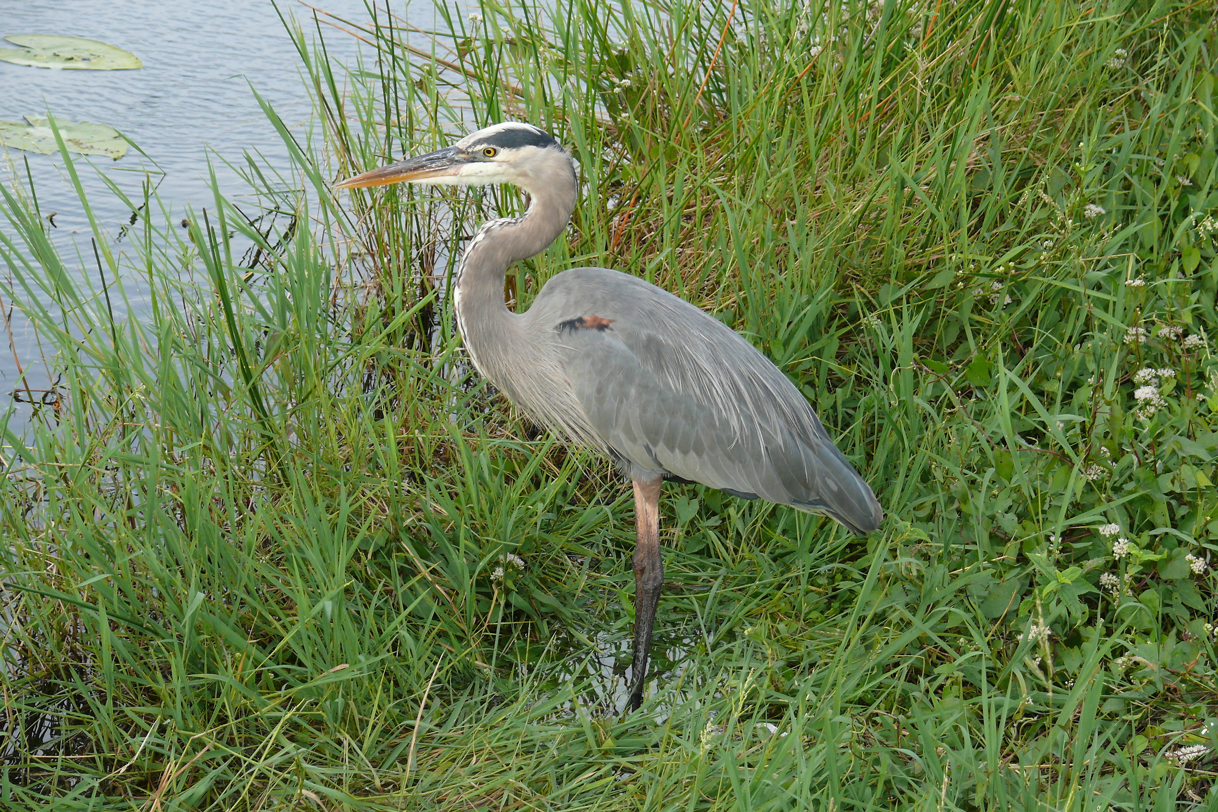 Great Blue Heron