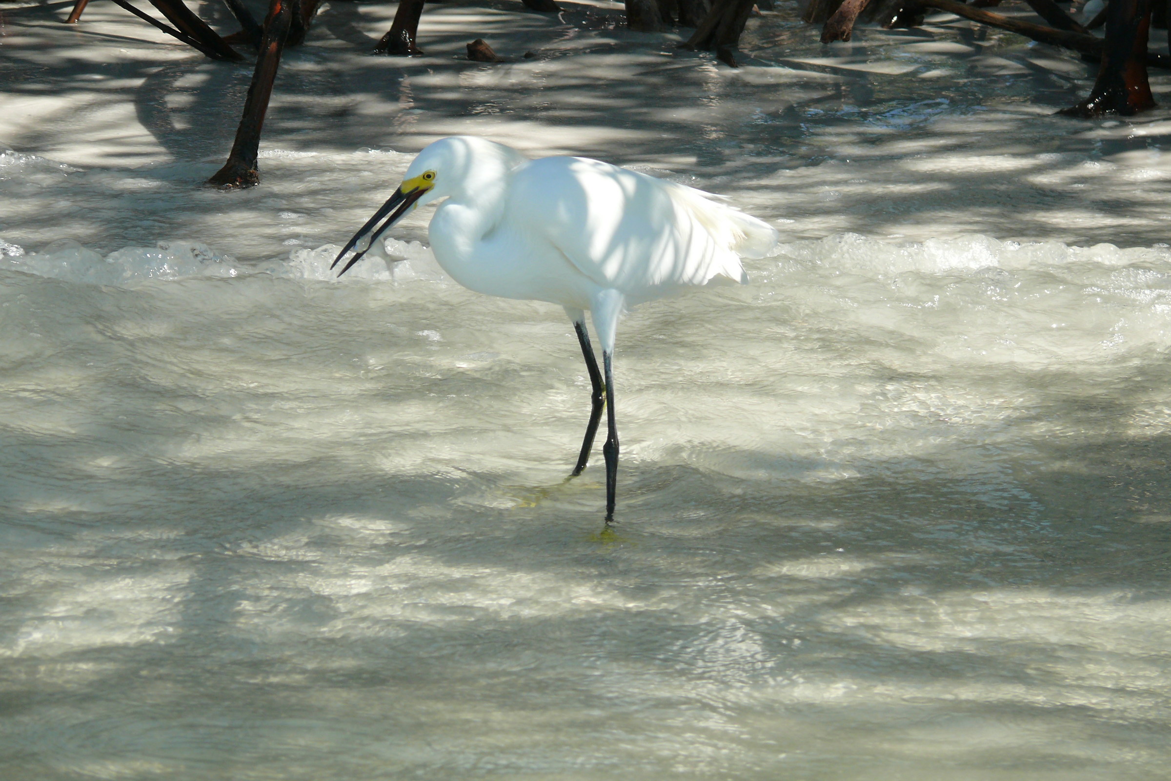 Egret fishing