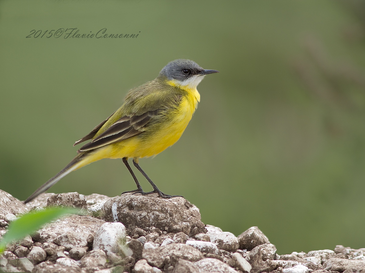wagtail
