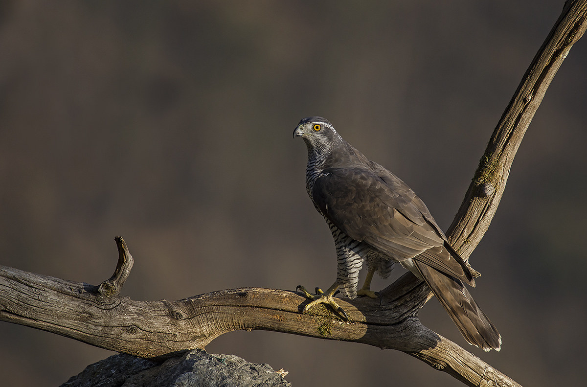 last light of evening sull'astore