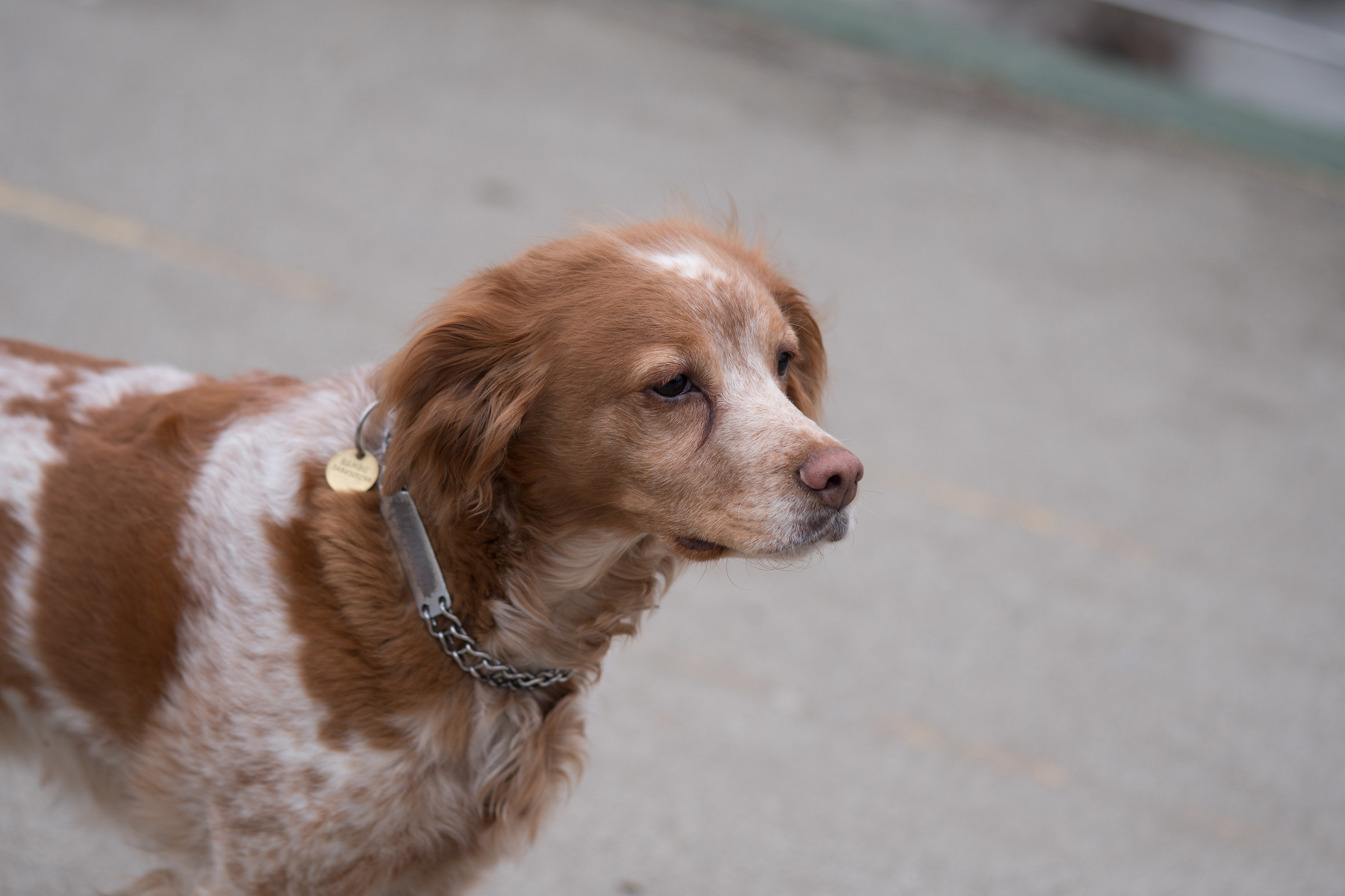 Un cagnolino simpatico