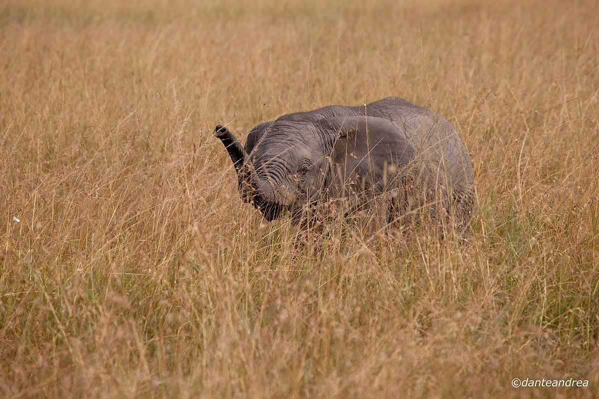 Cucciolo nell'erba alta
