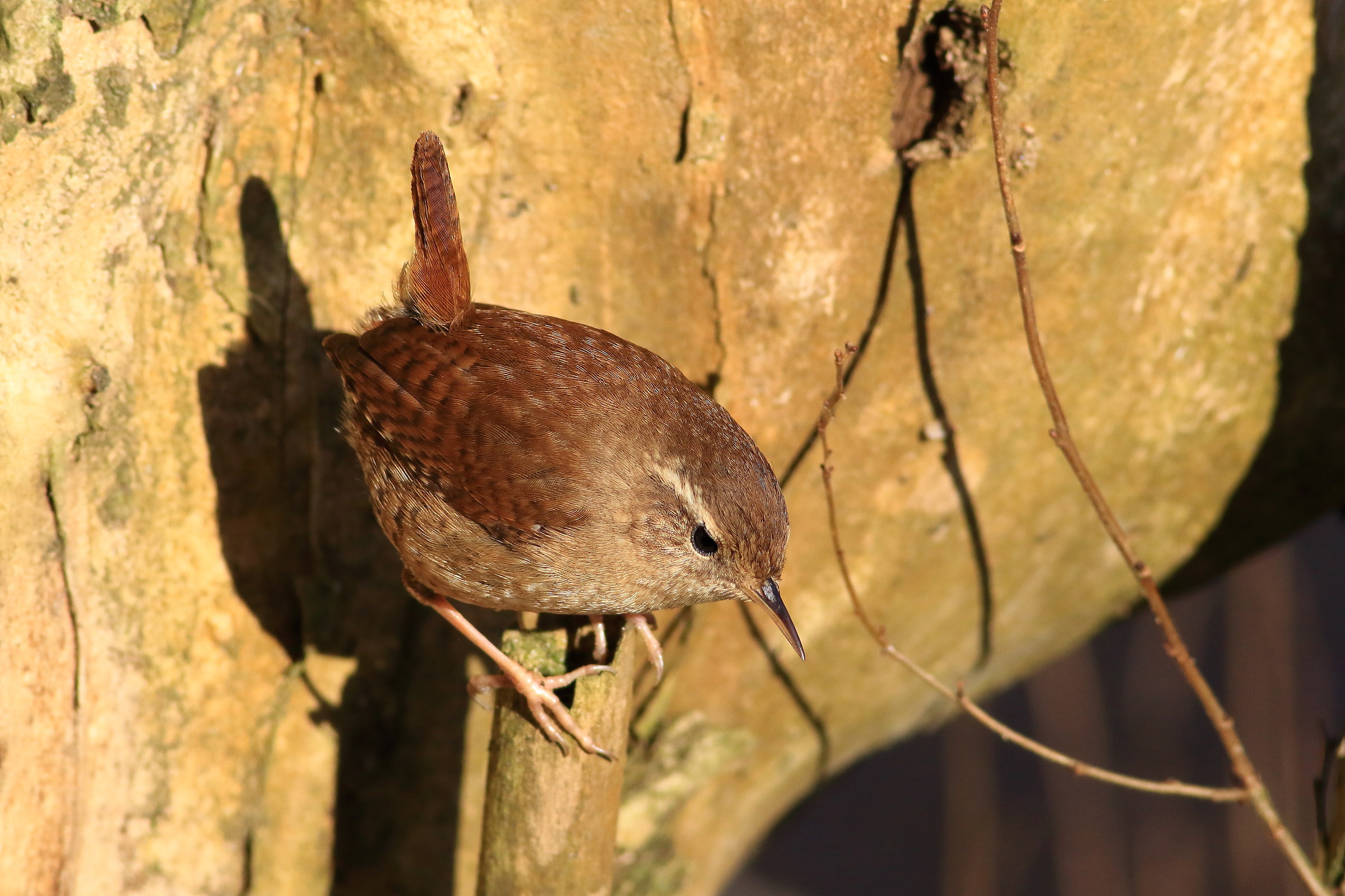 Wren
