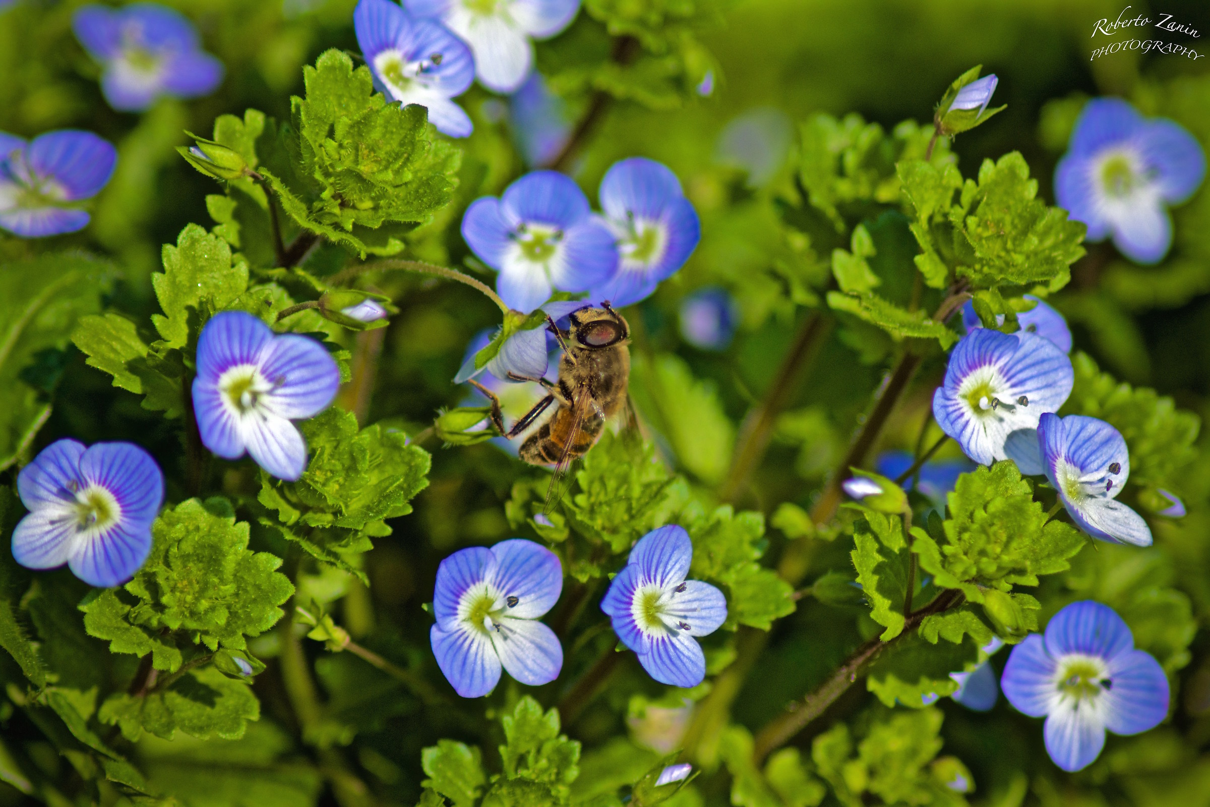 Dalla brianza.......Primavera in anticipo
