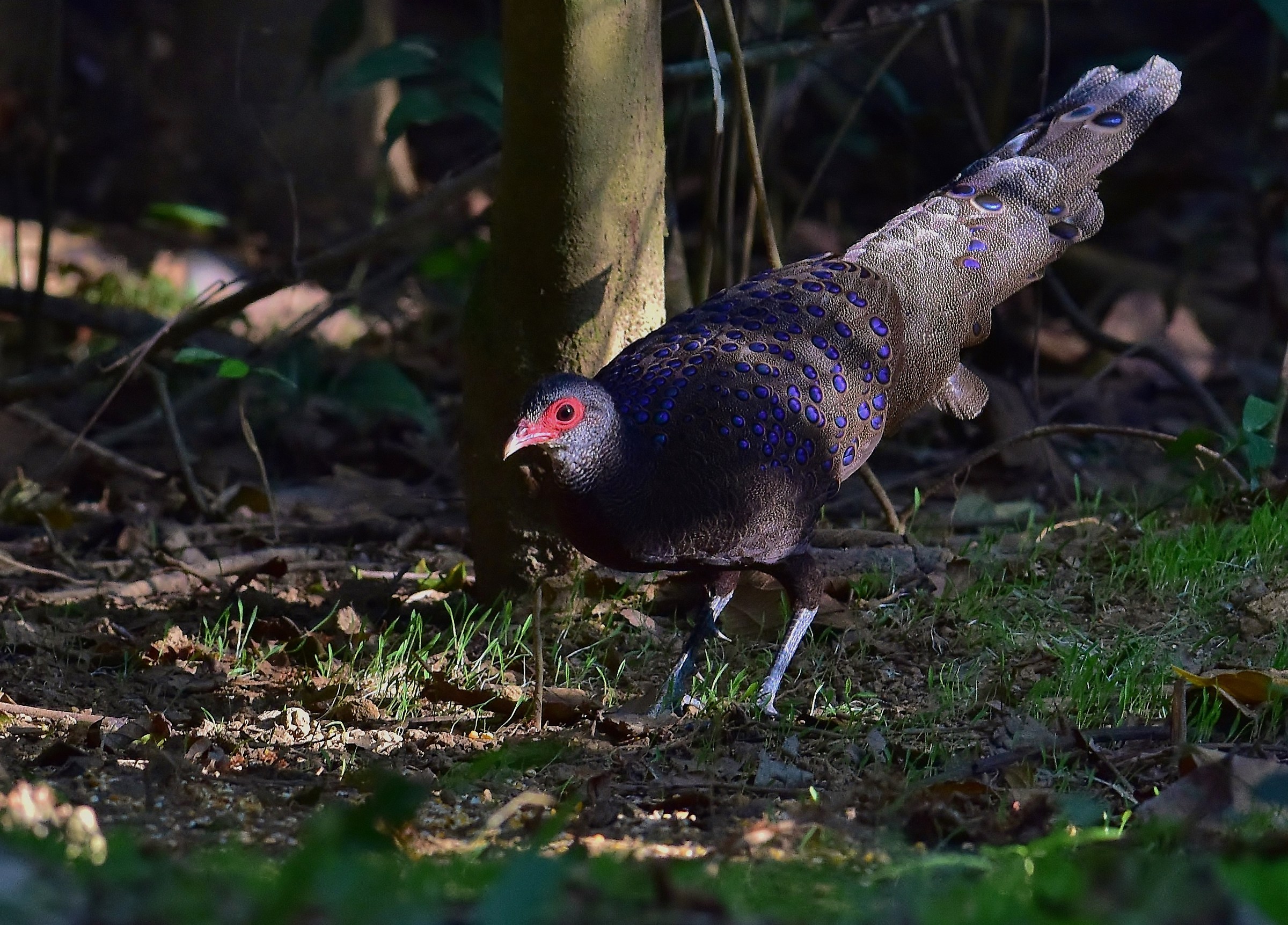 The pheasant of German