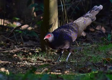 Polyplectron germaini