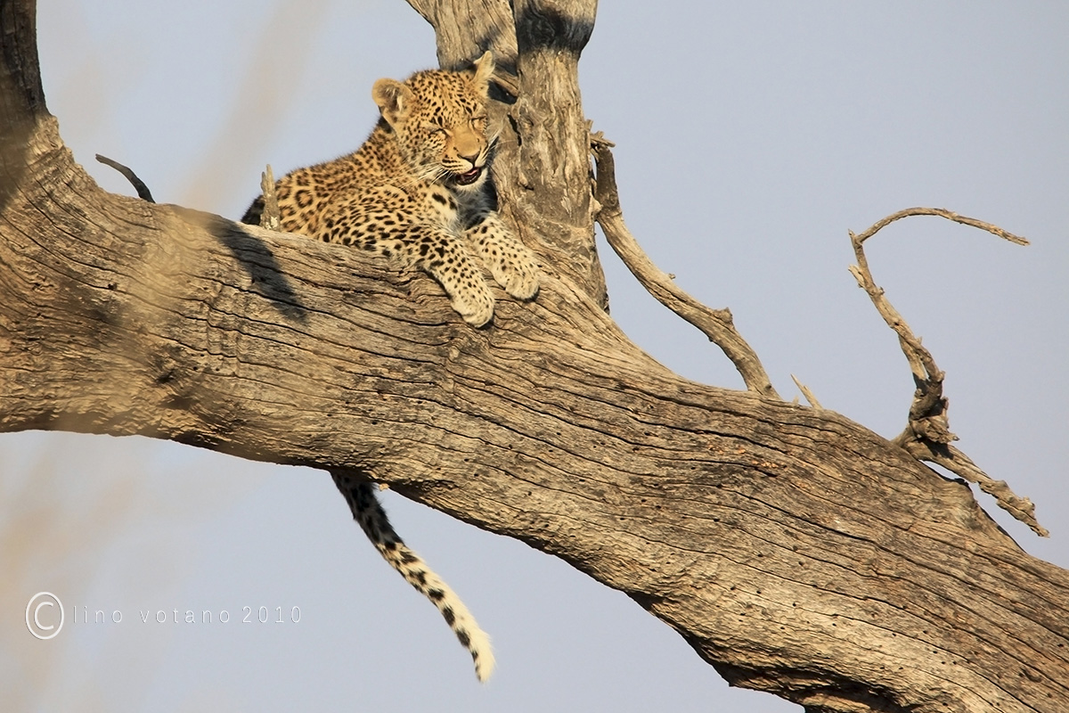 Baby leopard waking (almost)