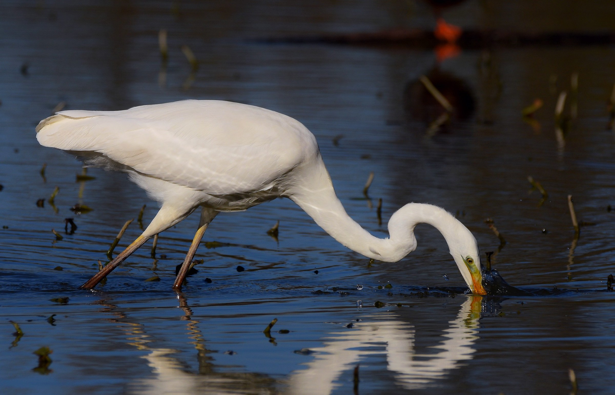 Great Egret