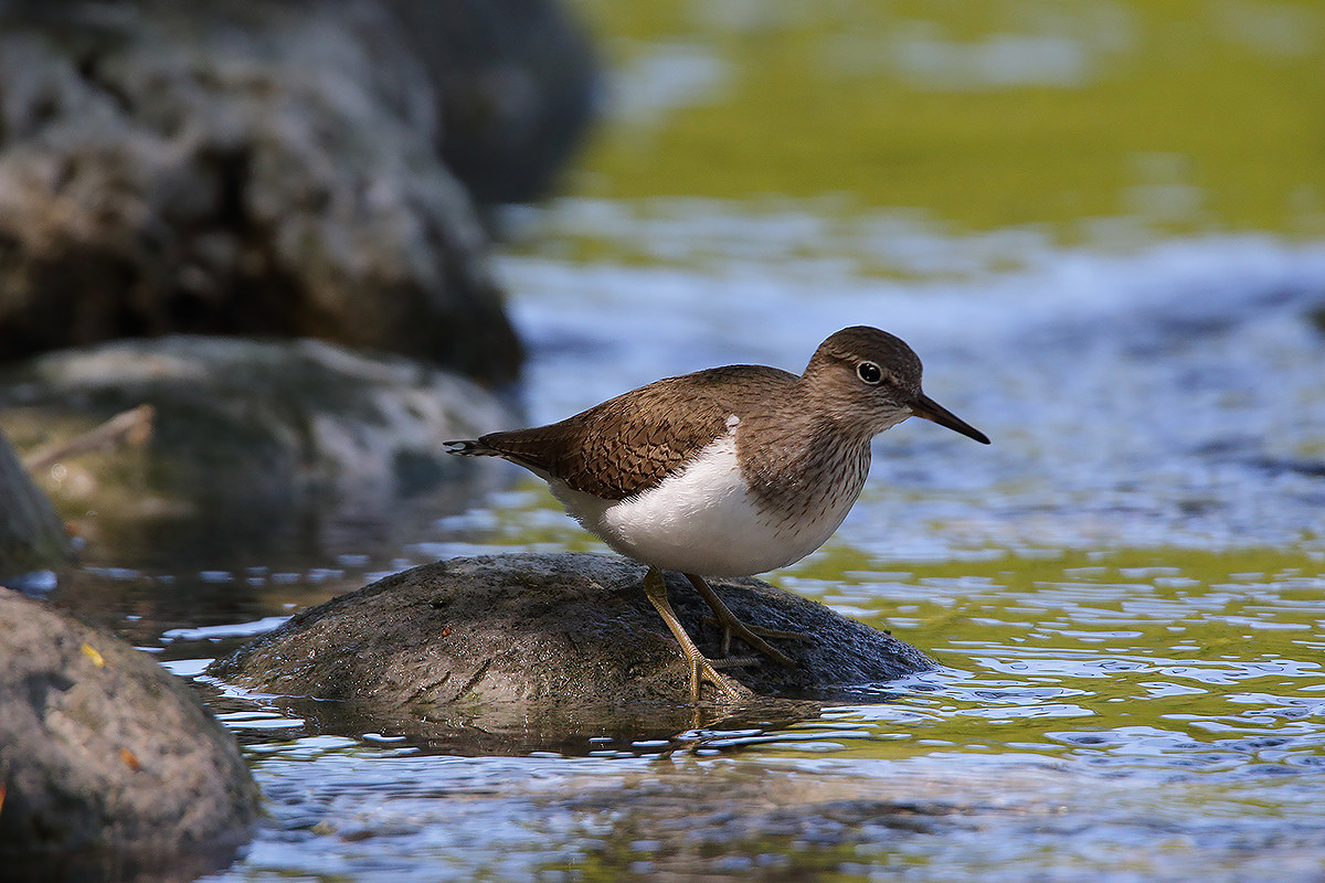 sandpiper