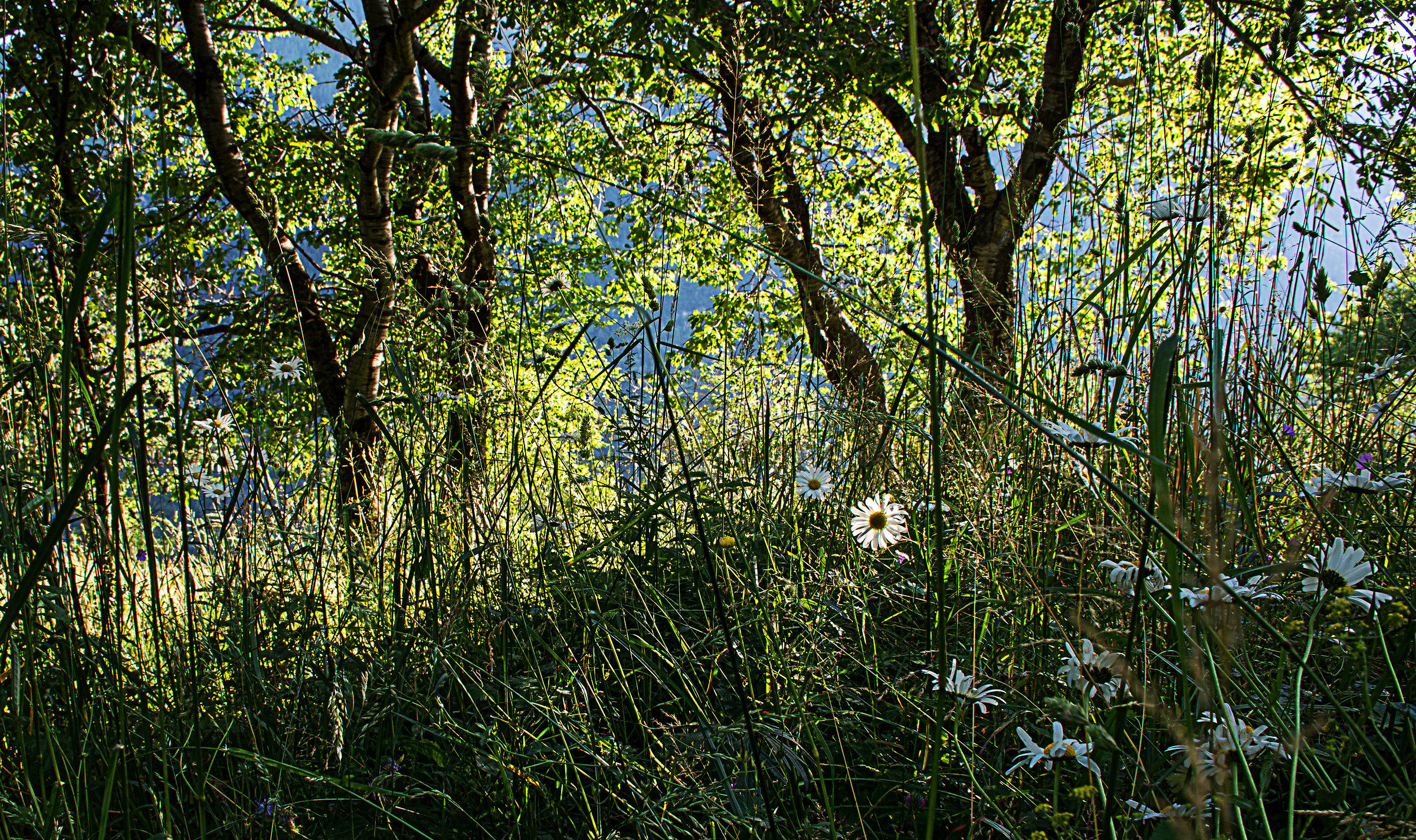 Field of flowers