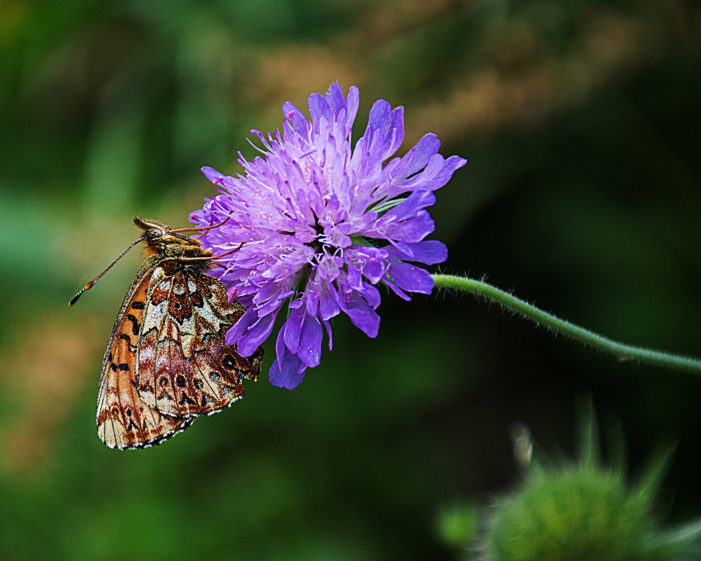 scabiosa
